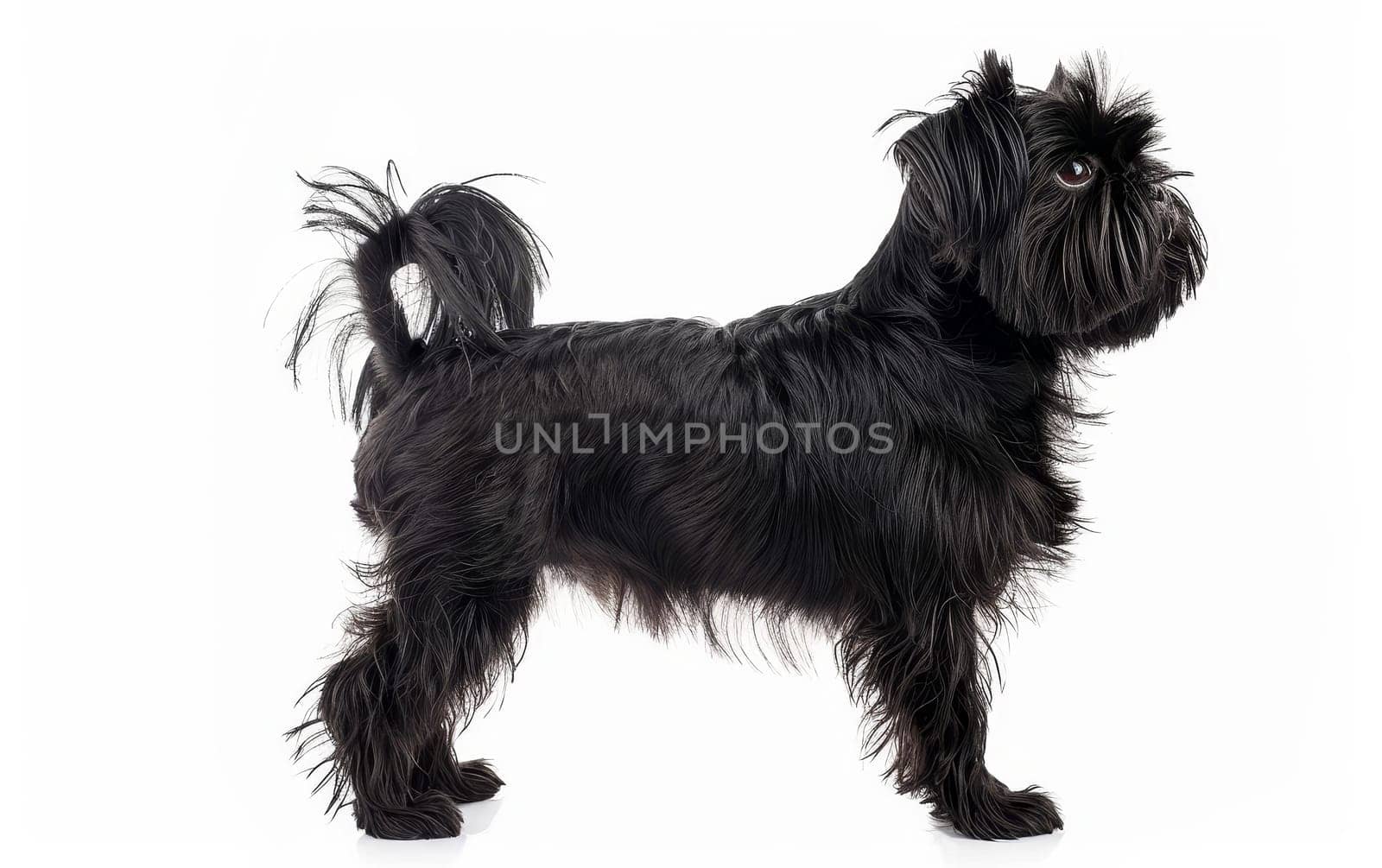 An elegant Affenpinscher stands in profile, showcasing its sleek black coat and poised stance. The dog's confident posture and the flow of its fur exude a regal air, making it a captivating subject