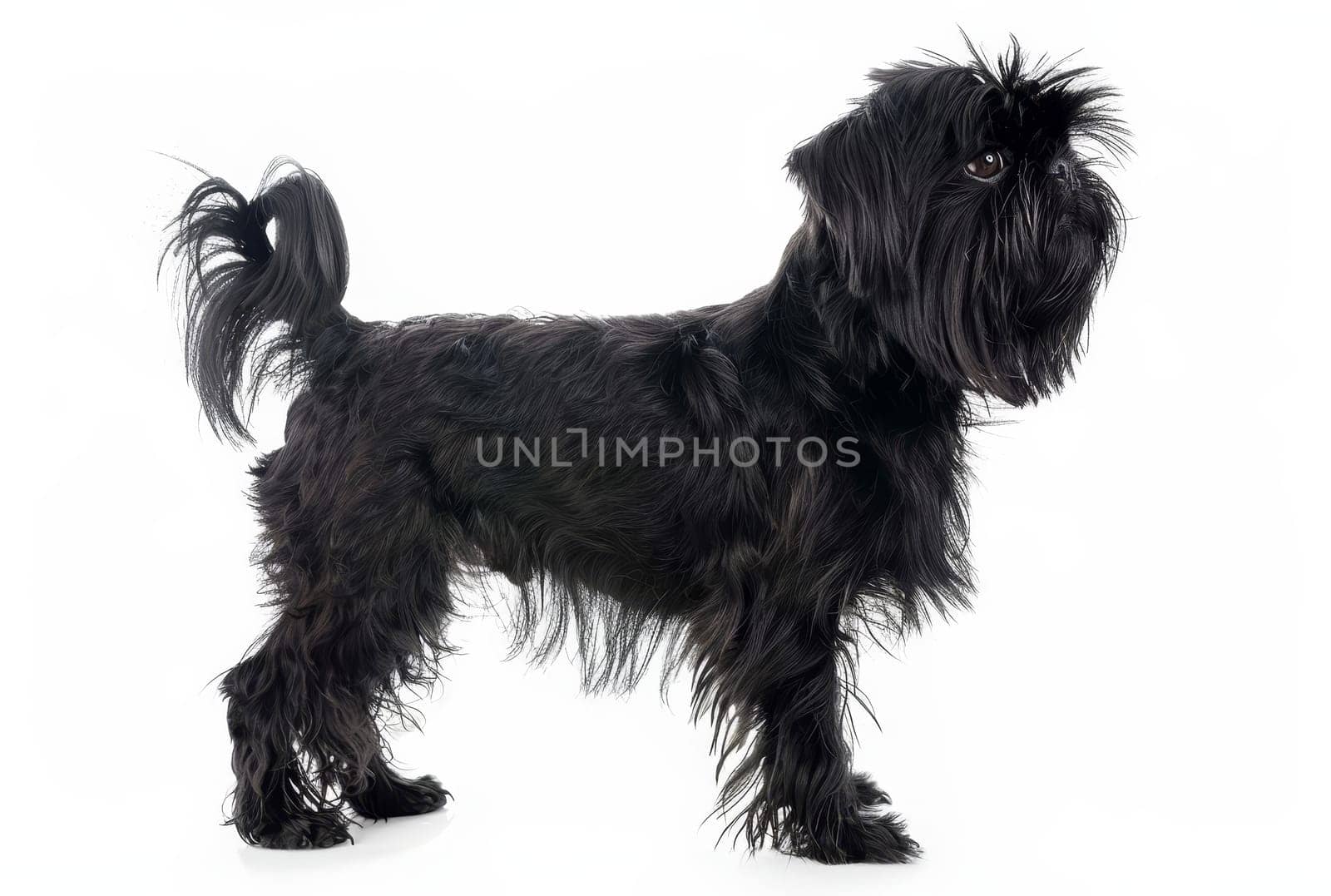 An elegant Affenpinscher stands in profile, showcasing its sleek black coat and poised stance. The dog's confident posture and the flow of its fur exude a regal air, making it a captivating subject