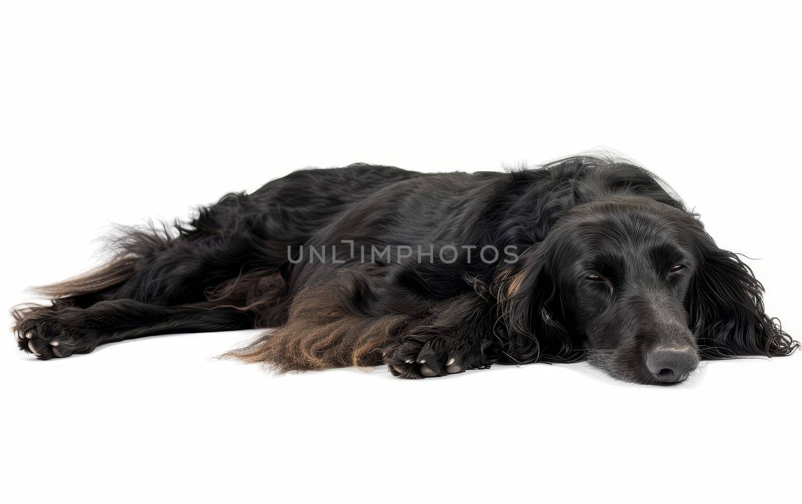 This serene image captures a black Afghan Hound in repose, with its luxurious coat sprawled elegantly. The dog's closed eyes convey a sense of peace and relaxation