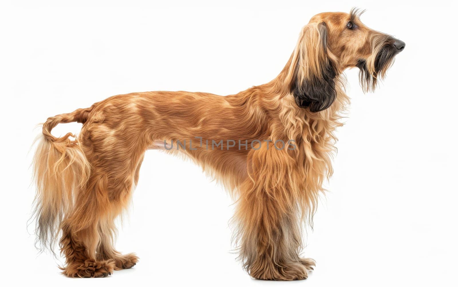 The profile of an Afghan Hound exudes a dignified charm, with a flowing mane and piercing gaze. Its well-groomed appearance speaks to the breed's storied elegance
