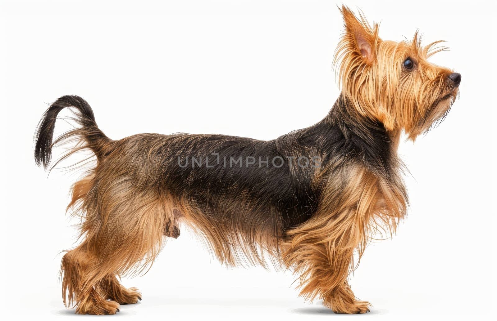 An inquisitive Australian Silky Terrier stands with its head tilted, displaying a keen interest. Its sleek, silky fur and sharp eyes denote a curious personality