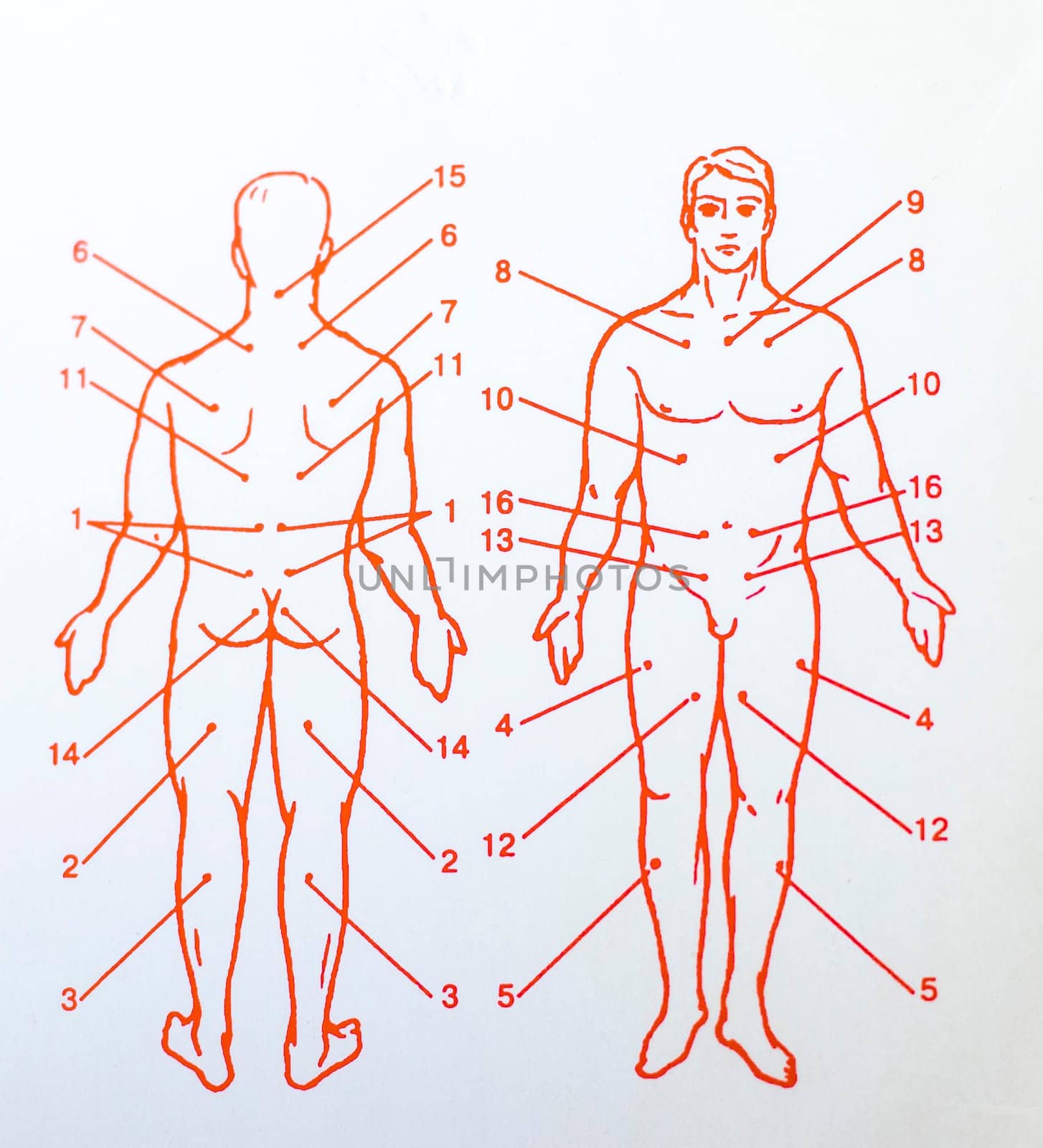 Close up shot of the human body acupuncture chart.
