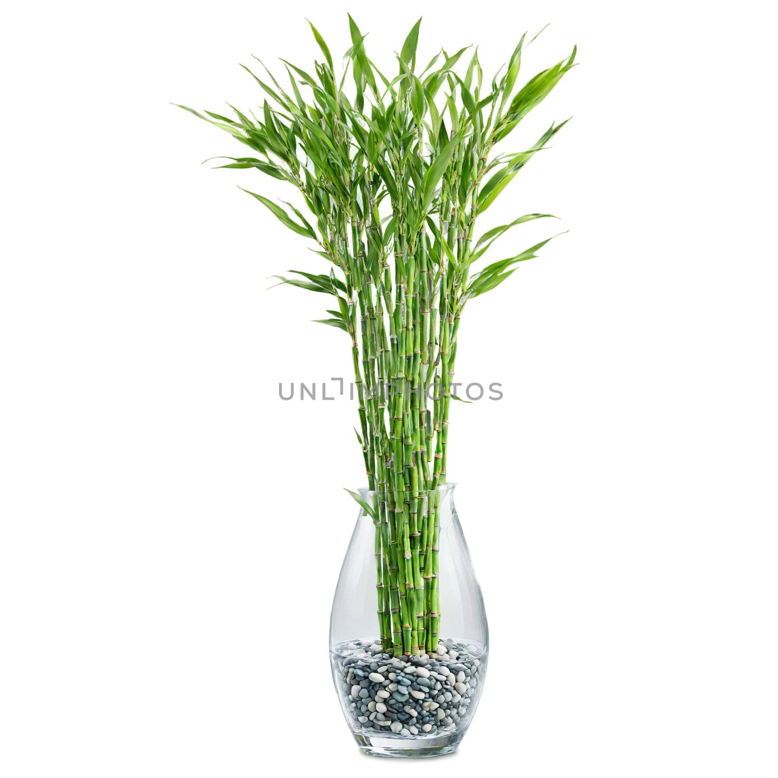 Lucky Bamboo tall green stalks with small leaves growing in a clear glass vase with. Plants isolated on transparent background.