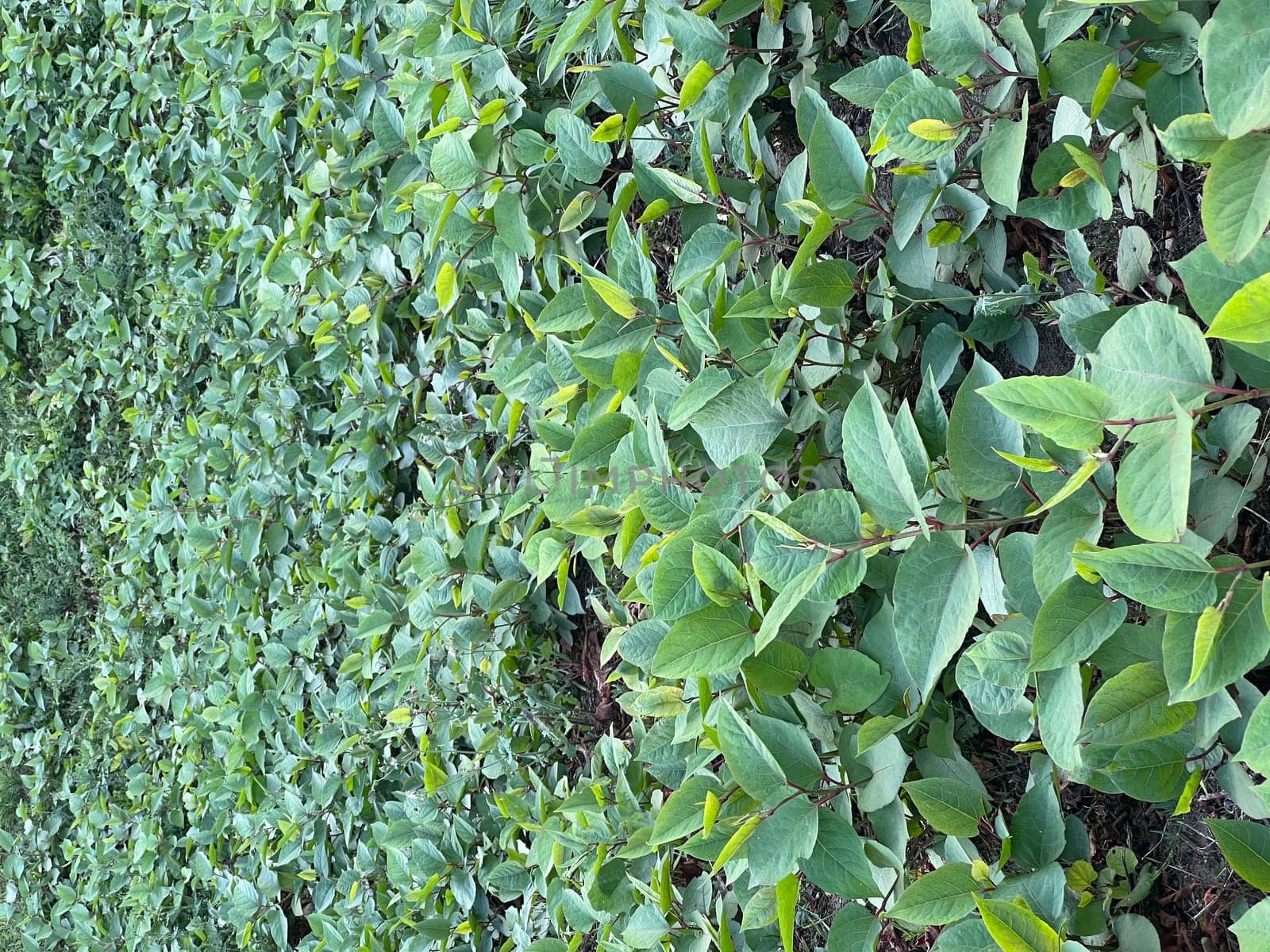 green leaf background . Beauty of wall design by using green leaves. Green foliage background, leaf texture, bush, bright vibrant colors, seamless backdrop template, summer, spring, closeup. High quality photo