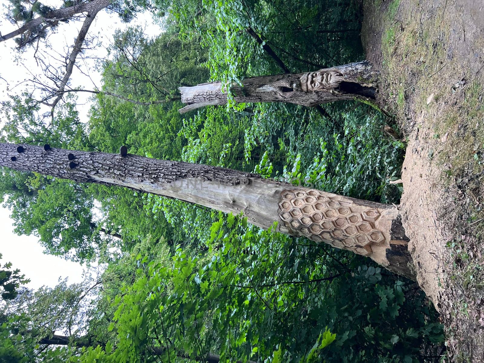close up on a tree, looking up. High quality photo