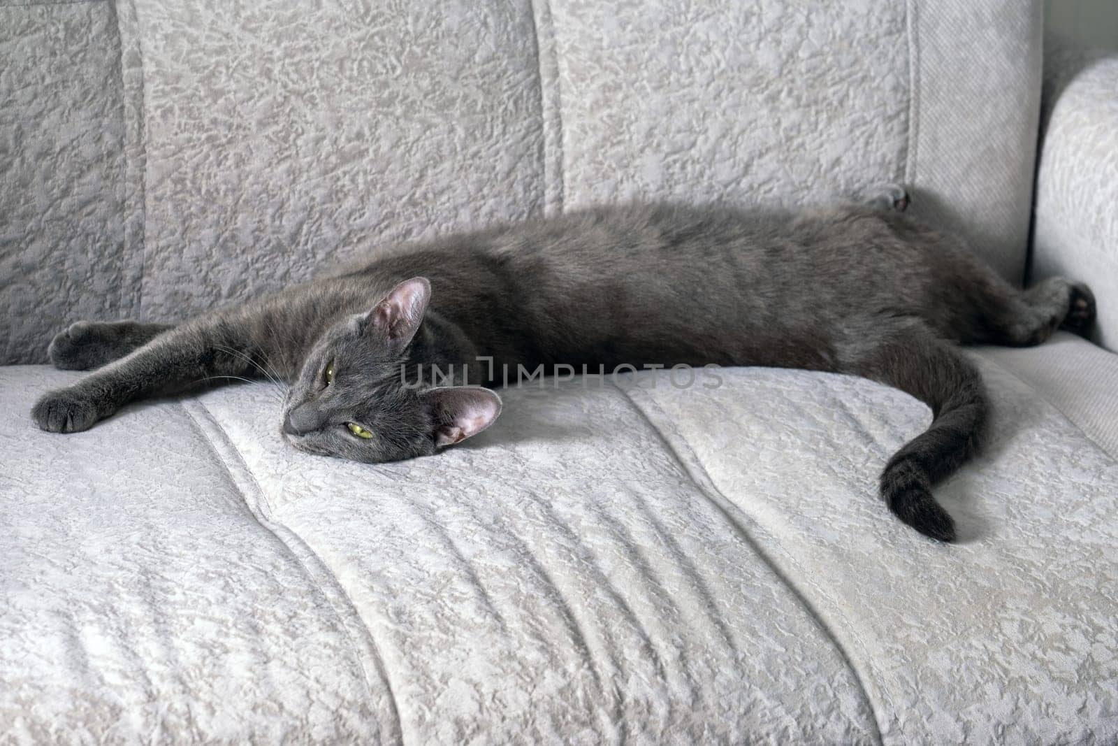 A young dark gray cat with yellow-green eyes lies on the sofa. Selective focus.
