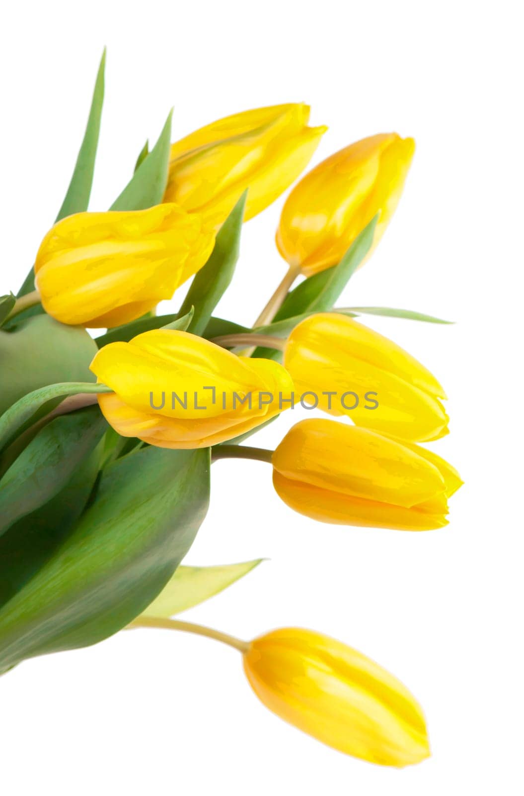 beautiful yellow tulips are isolated on a white background. Yellow flowers on white . Studio photography. by aprilphoto