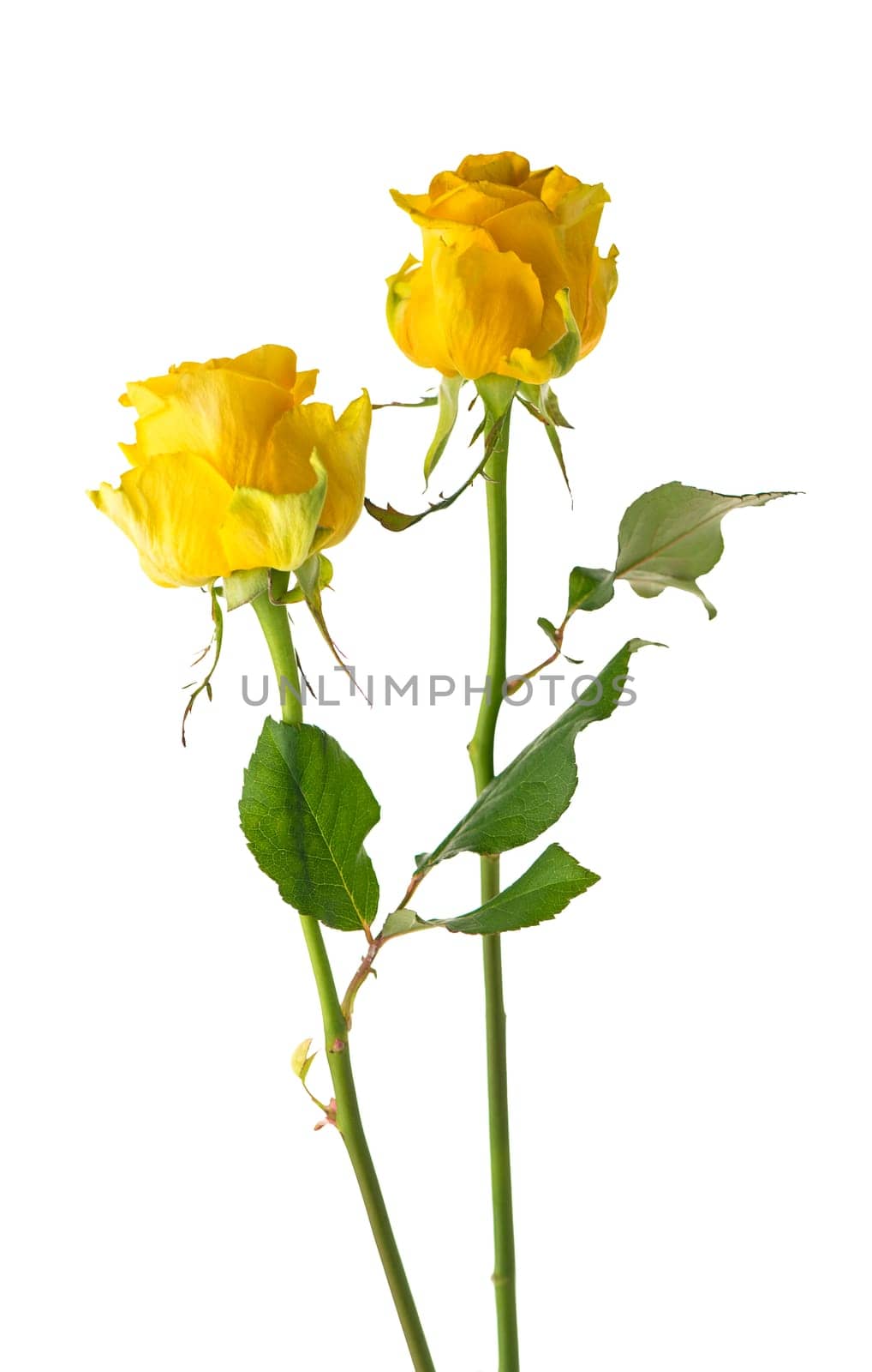 two beautiful yellow rose with leaves isolated