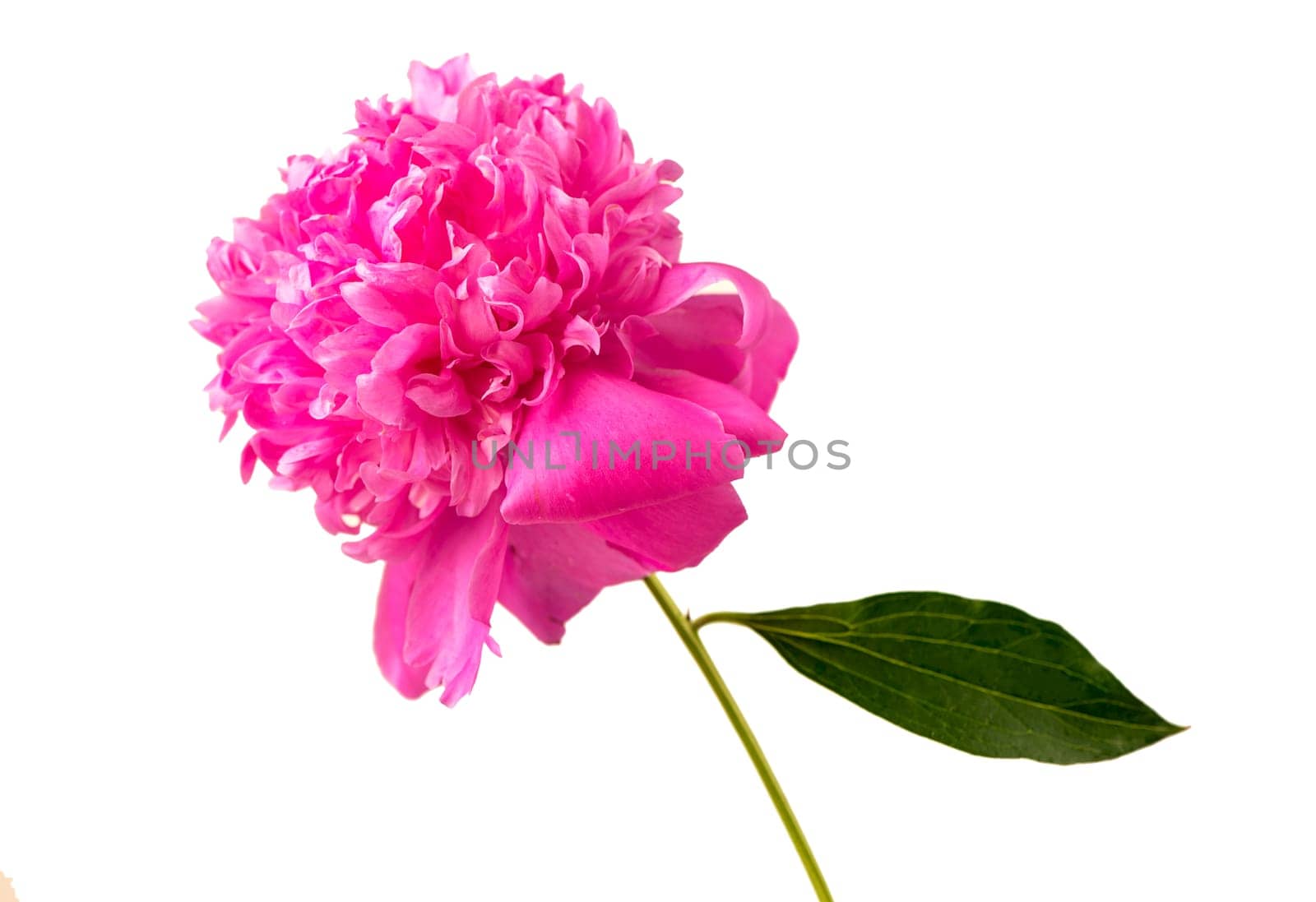 Peony flower. Large pink peony isolated on white background