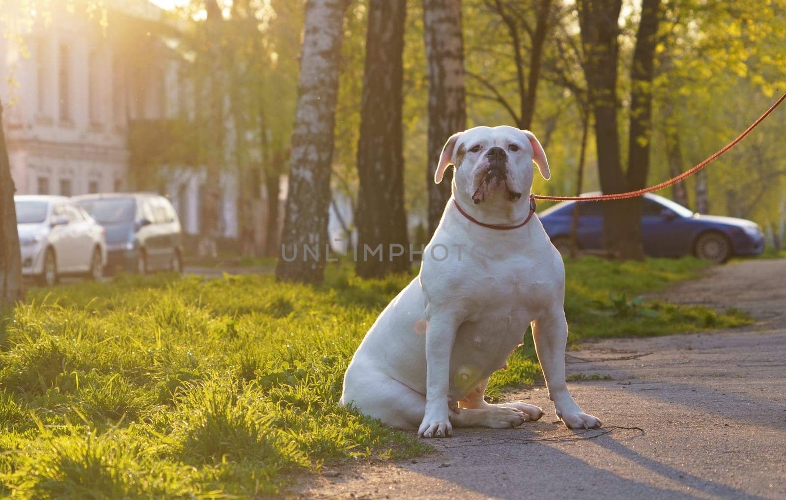 Animal life, dog walking, large breed dogs. Large dog breed American Bulldog sits on the street by aprilphoto