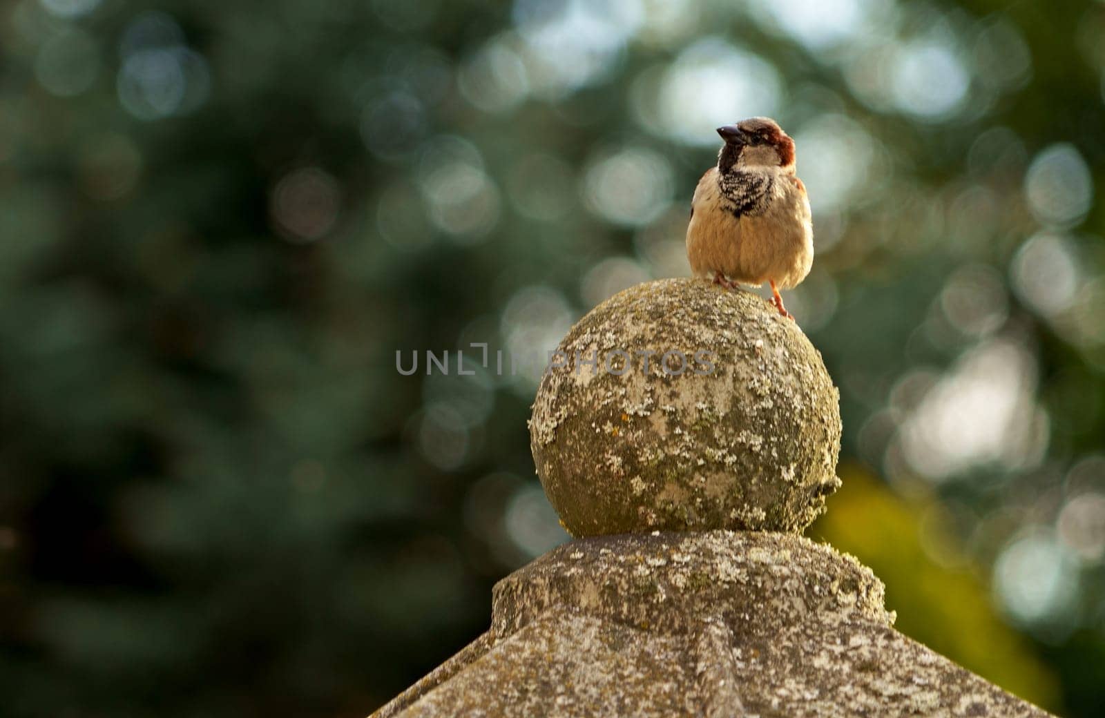 sparrow sits on the fence. Sparrow. A small bird sits and chirps on a metal fence. Natural landscape on a sunny summer day in a natural environment. by aprilphoto