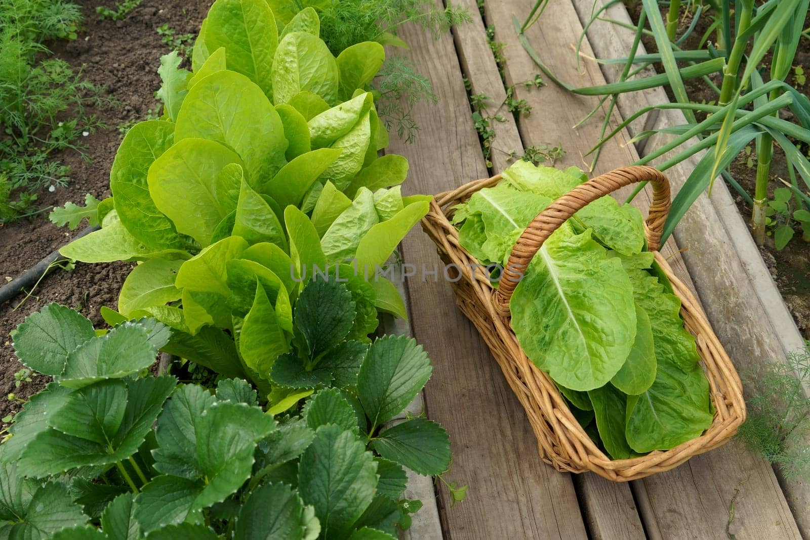 growing lettuce leaves in a greenhouse. Growing green salads and vegetables in a greenhouse. Hydroponics grows in a greenhouse. The cuts green lettuce leaves in a basket by aprilphoto