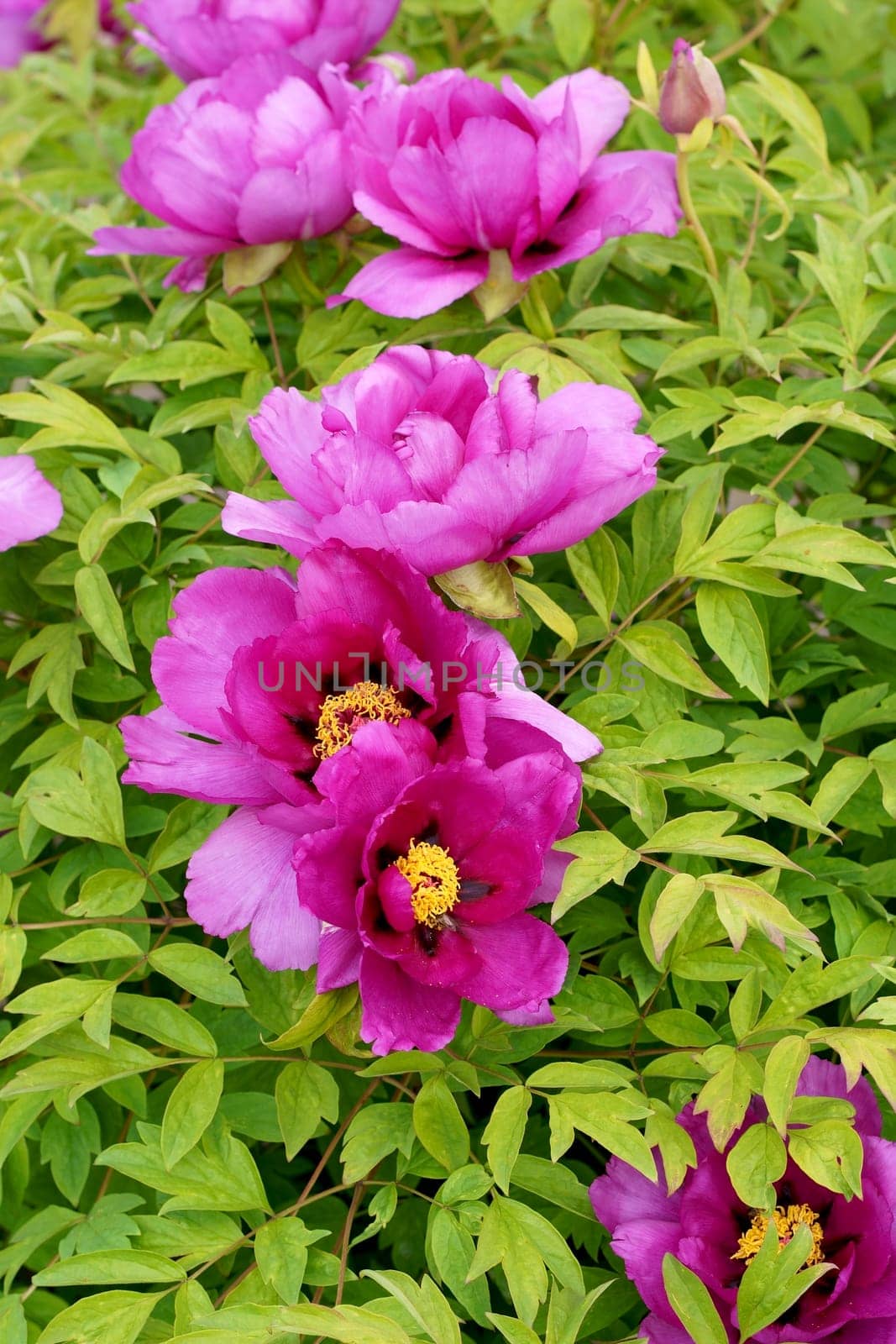 tree peony. Pink Flower of Tree Peony Blooming in the garden. Beautiful Petals of Paeonia sect.