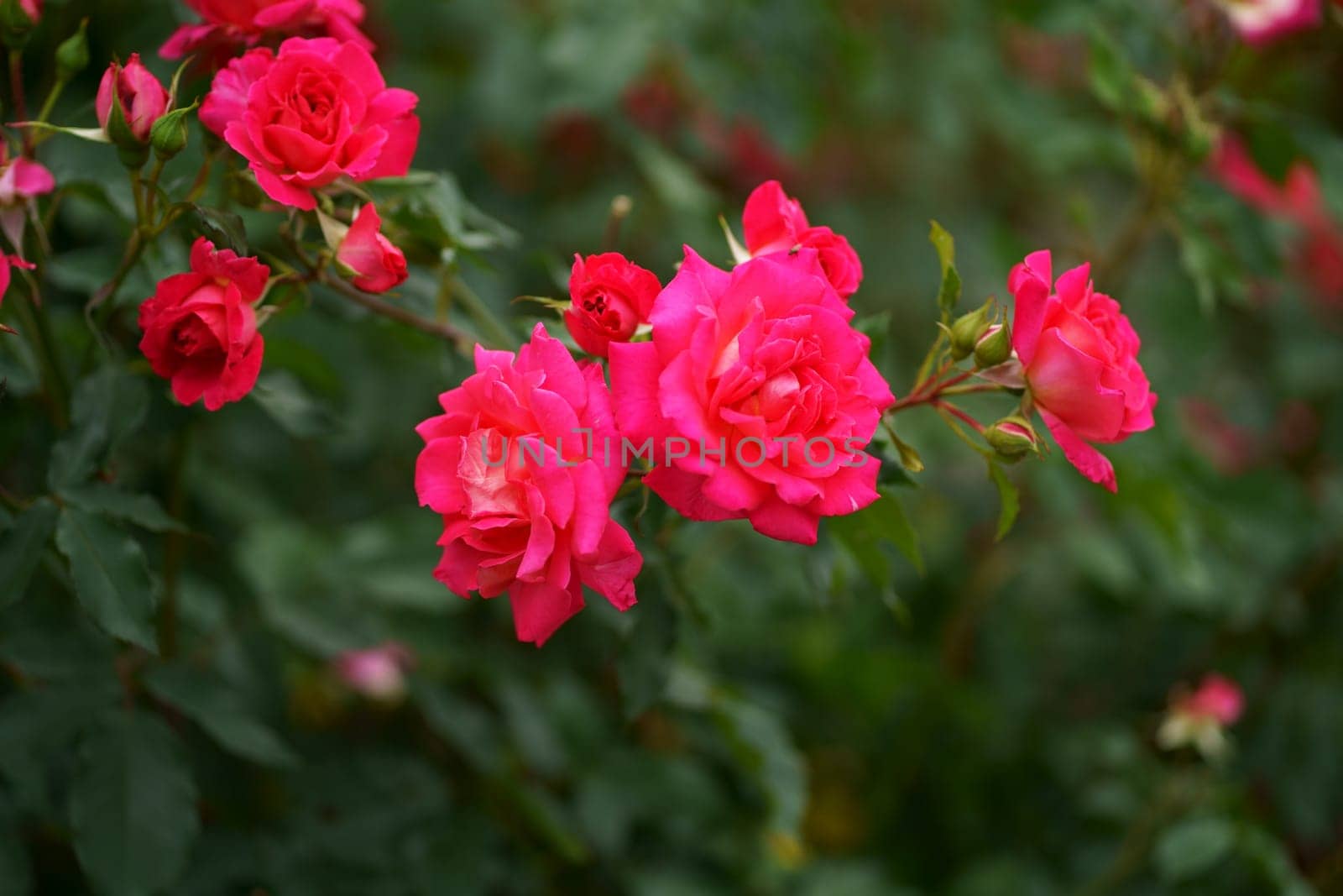 Roses in the garden. Rose variety Valentine. Beautiful Red rose on Black background. Petals of Blooming pink rose flower open, close-up. Holiday, love, birthday. Bud closeup. by aprilphoto