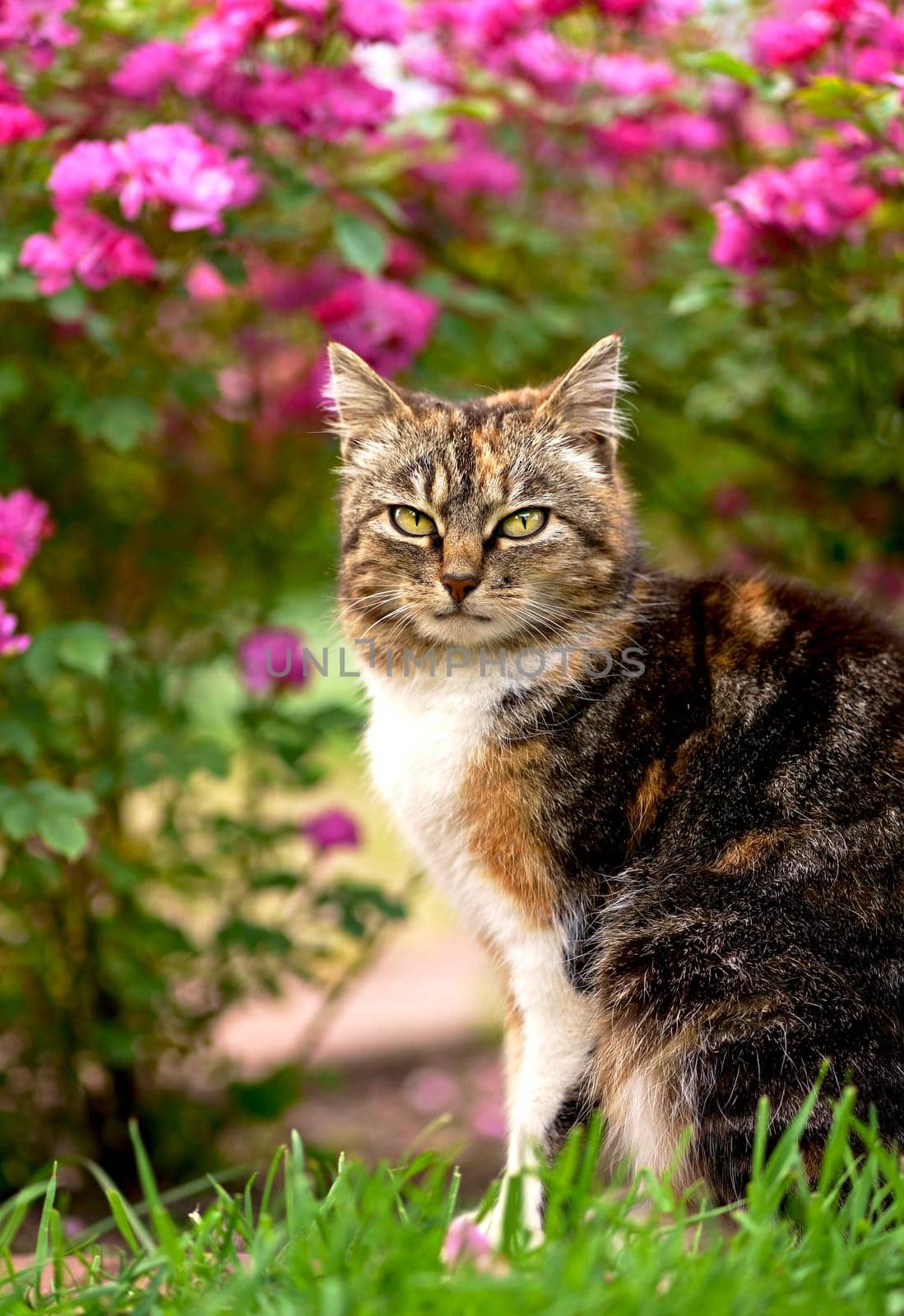 homemade tricolor cat sits on the path under a bush of blooming roses on her yard. Beauty in nature, pet care, human next to animals