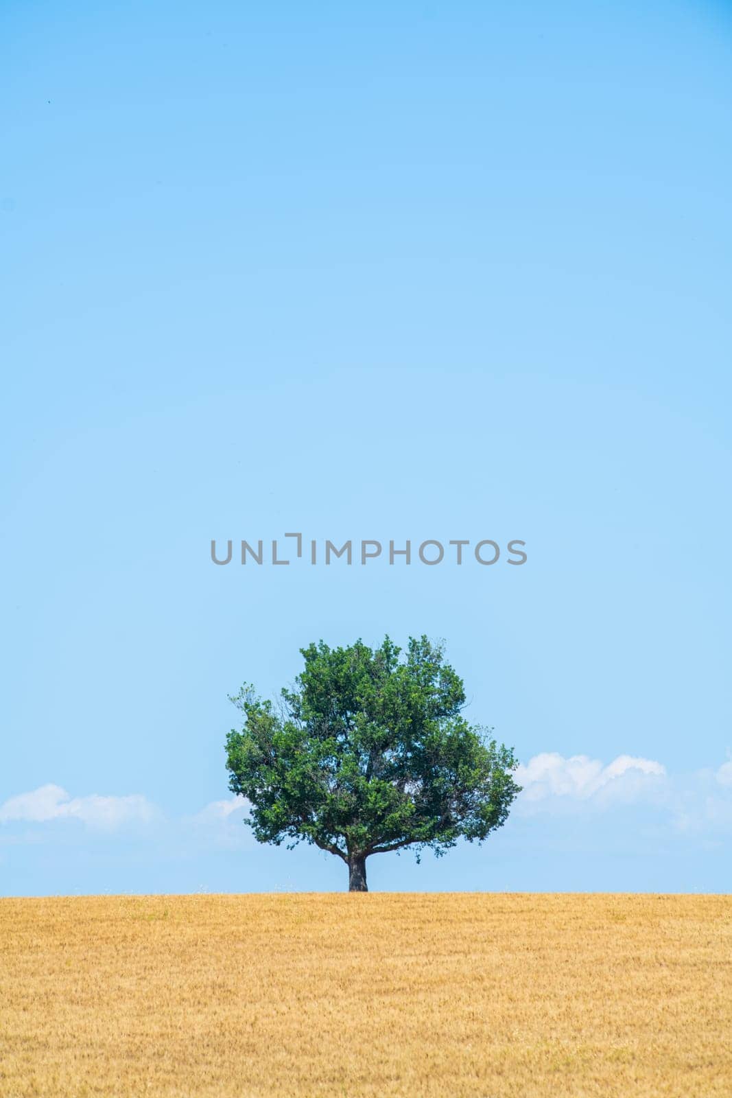 Majestic tree against blue sky and wheat field in summer, High quality photo