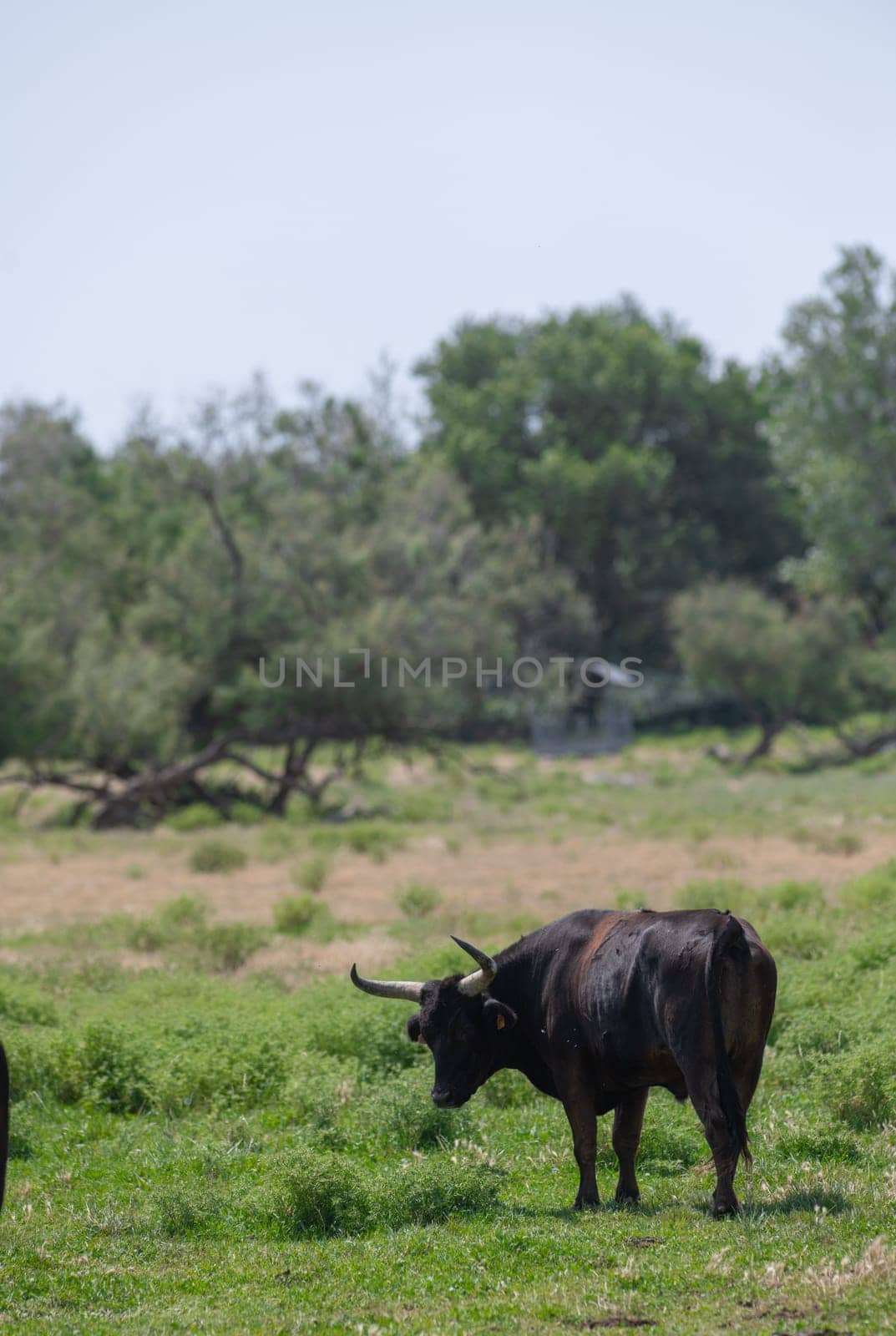 Young Camargue bull in the south of France, Bulls raised in the ponds of the Camargue for the Camargue races, High quality photo