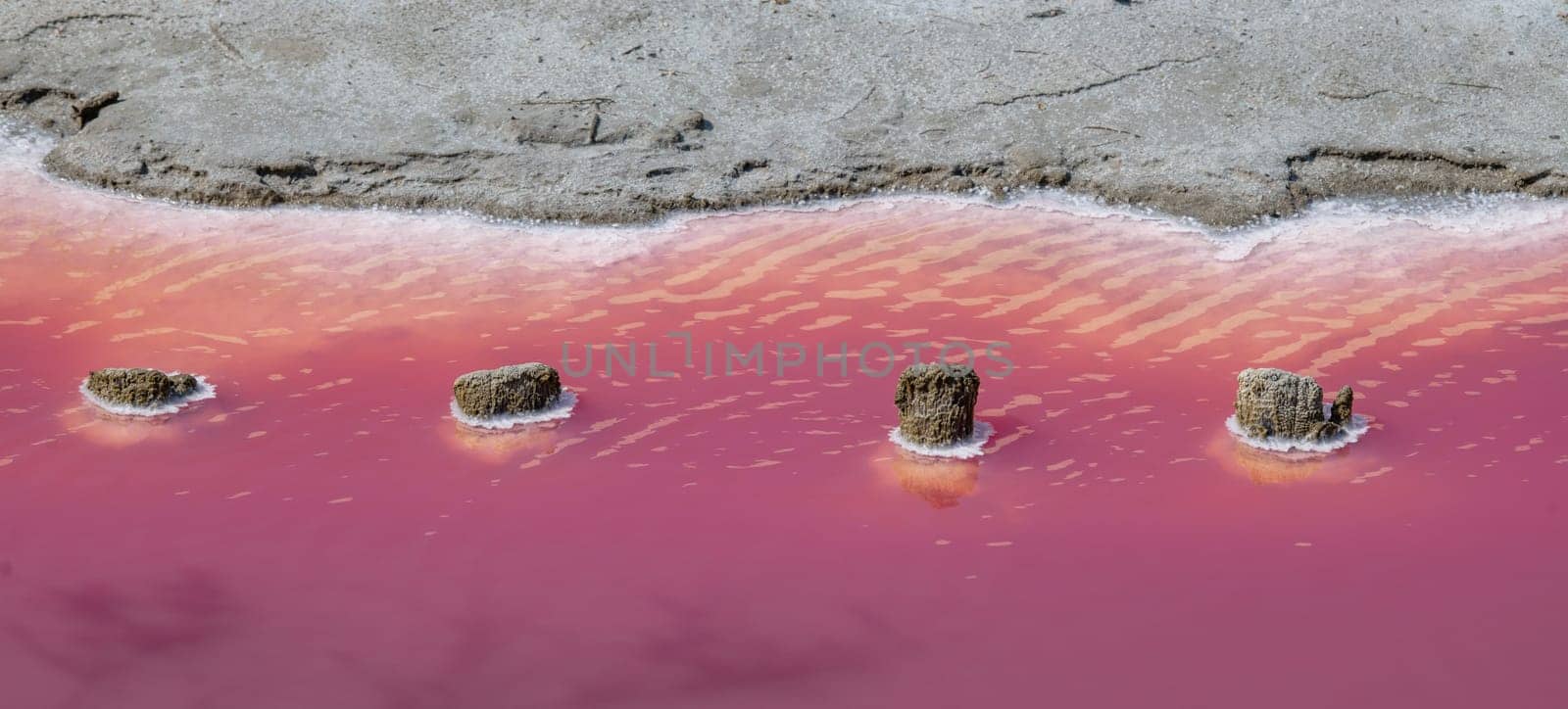 Wooden stakes corroded by salt and pink salt water, Camargue, Salin de Guiraud, France, High quality photo