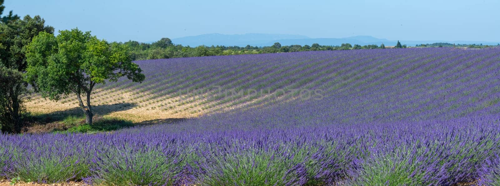 Provence, Lavender field at sunset, Valensole Plateau Provence France, blooming lavender fields, Europe by FreeProd
