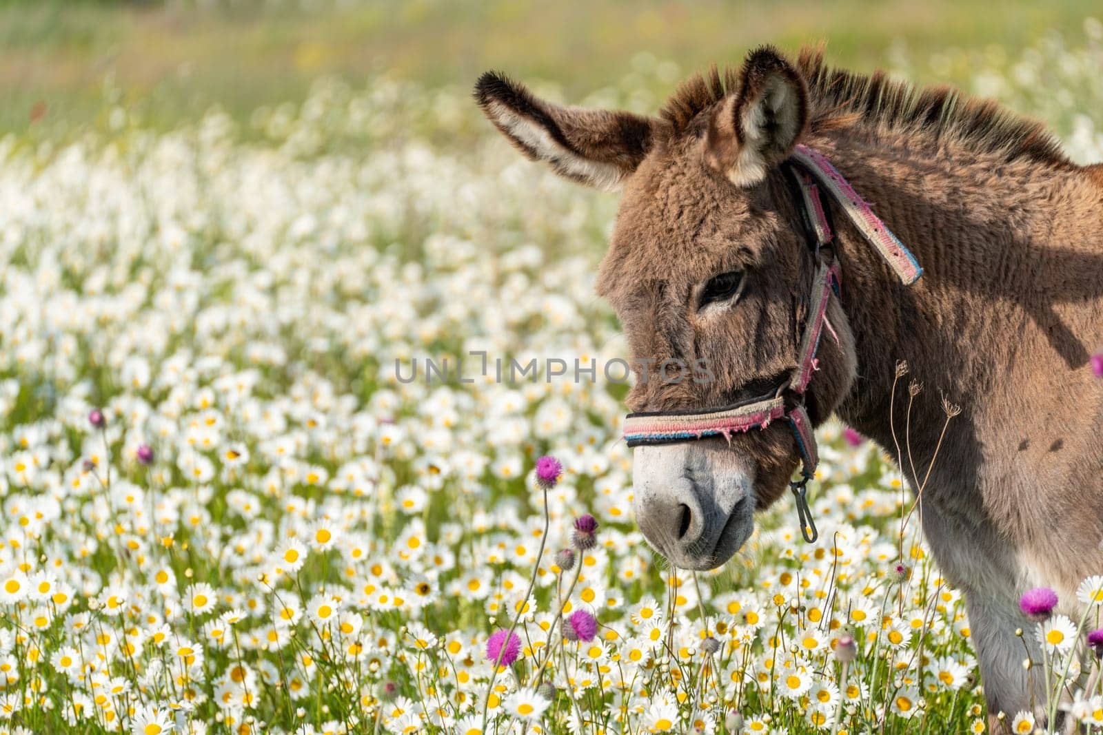 Donkey daisies field among flowering daisies by Matiunina