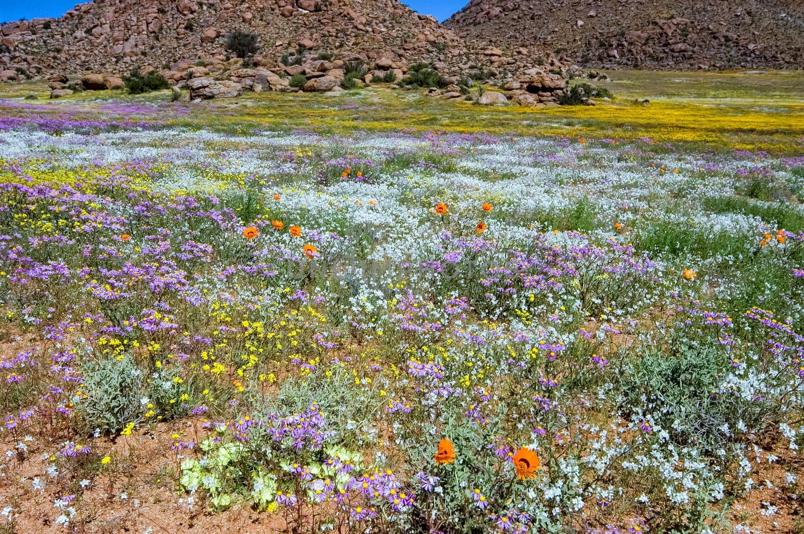 Wild flowers with a mountain backdrop, in Goegap Nature Reserve near the town of Springbok