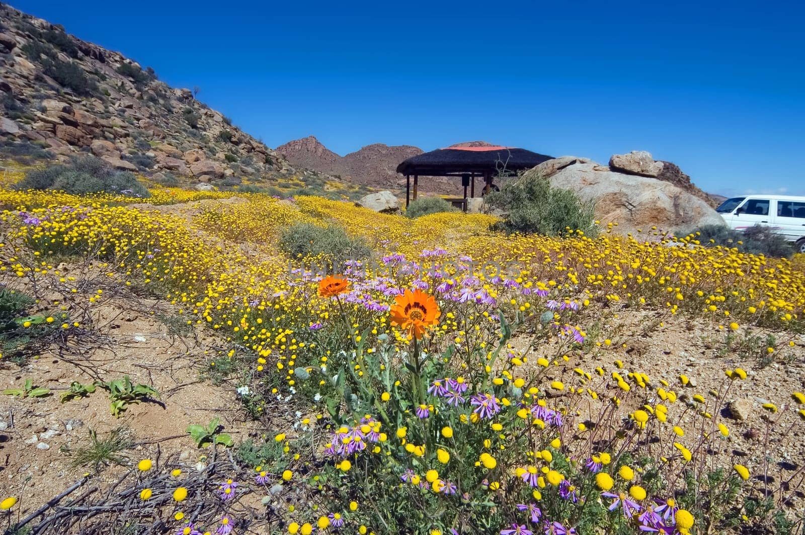 Wild flowers, a picnic site and a car  in the Goegap Nature Reserve near the town of Springbok