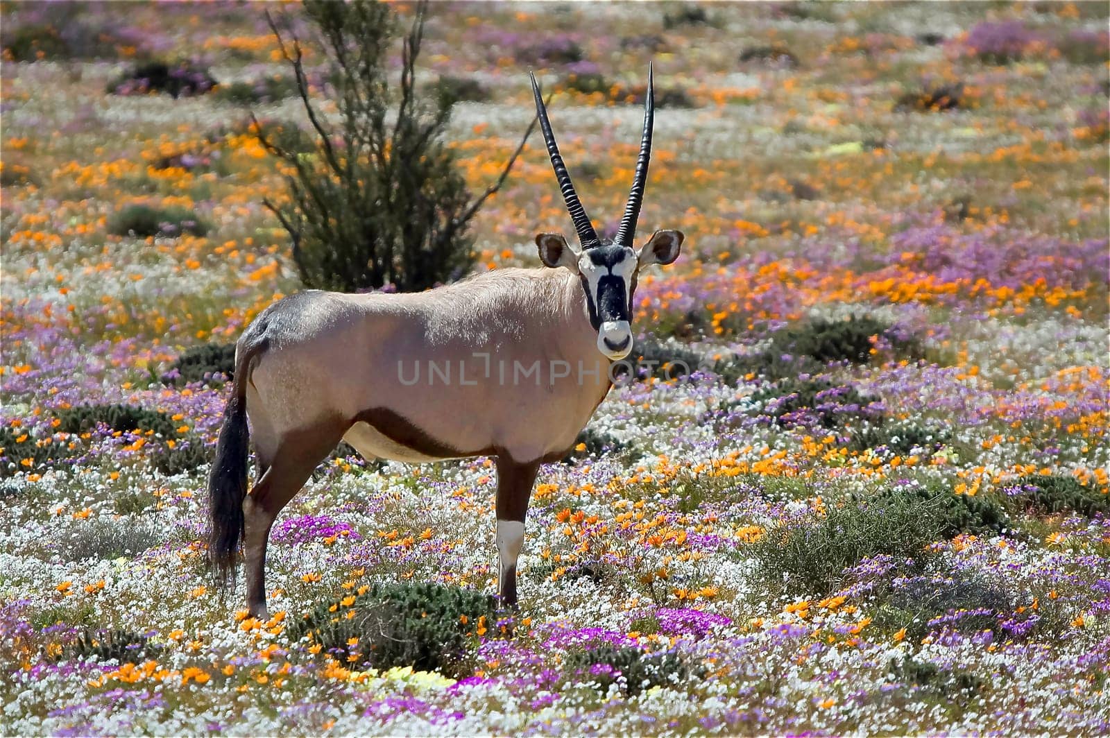 An oryx between wild flowers at the Goegap Nature Reserve near the town of Springbok, in the Northern Cape Namaqualand