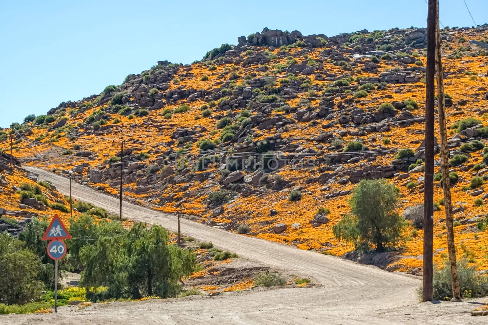 A gravel road in Nababeep with a mountain covered in orange wild flowers as backdrop