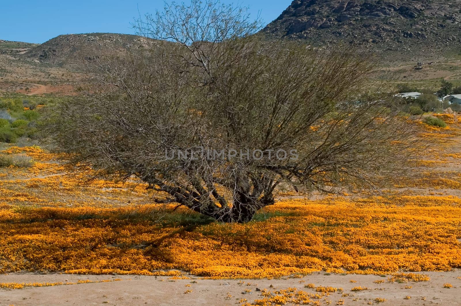 A field of orange daisies surrounds a small tree in Nababeep, a small mining town in the Northern Cape Namaqualand