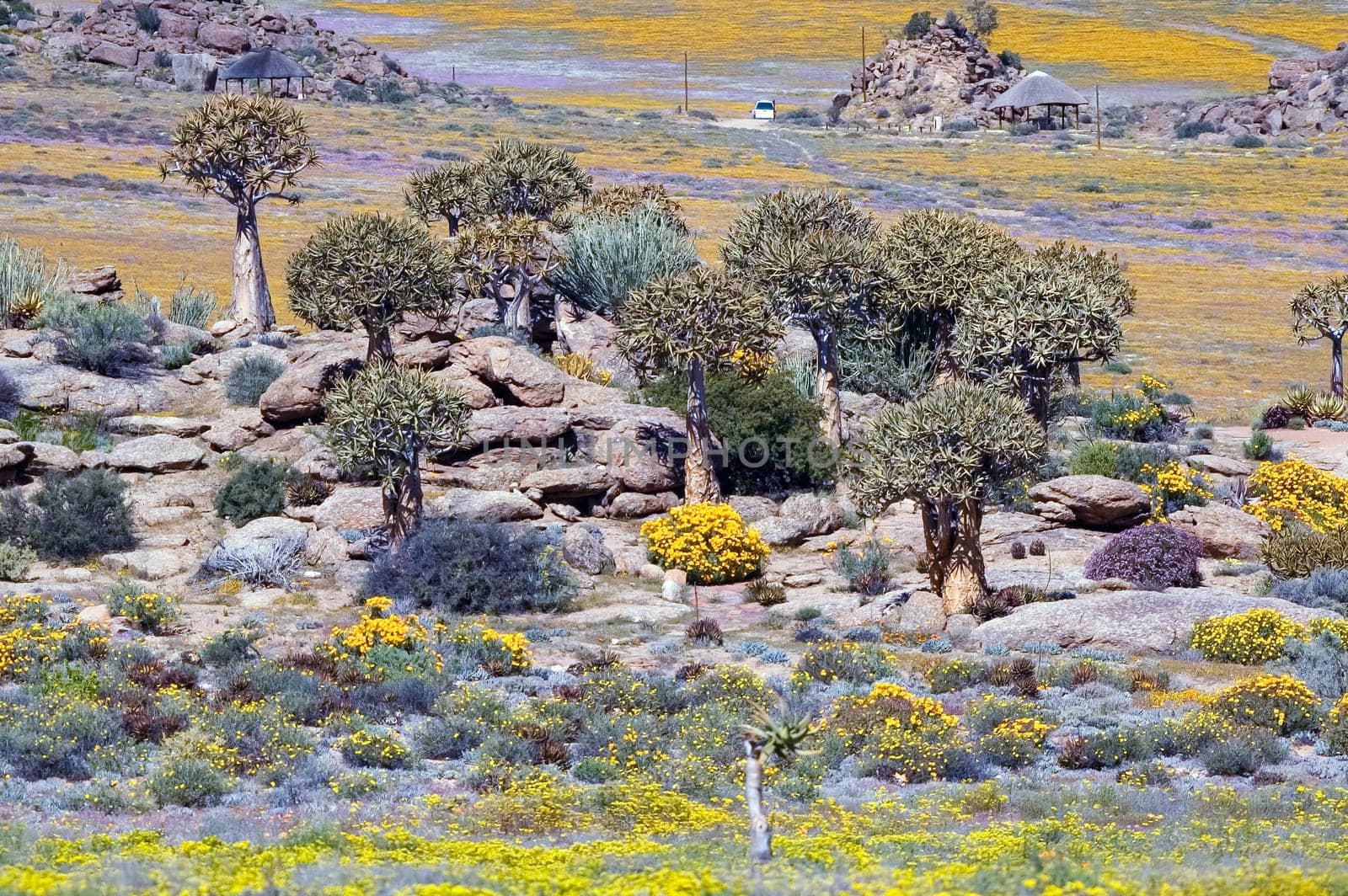 A rocky outcrop, with quiver trees, surrounded by wild flowers, at Goegap Nature Reserve near the town of Springbok