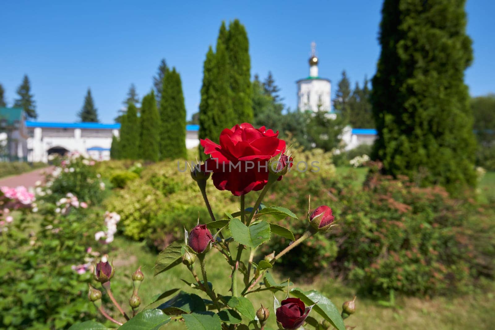 A red blooming rose in a summer park, close-up