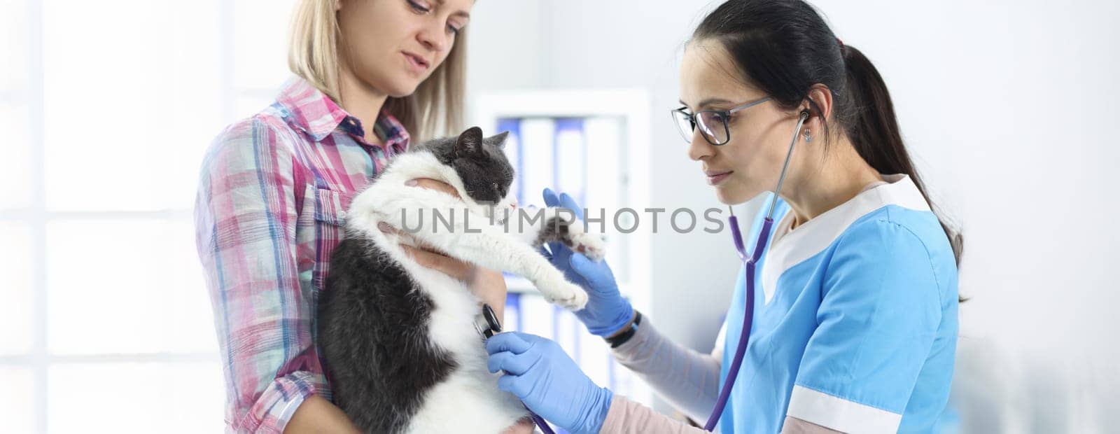 Portrait of woman doctor veterinarian checking cat with stethoscope. Calm domestic animal on appointment in clinic. Vet, health and checkup concept