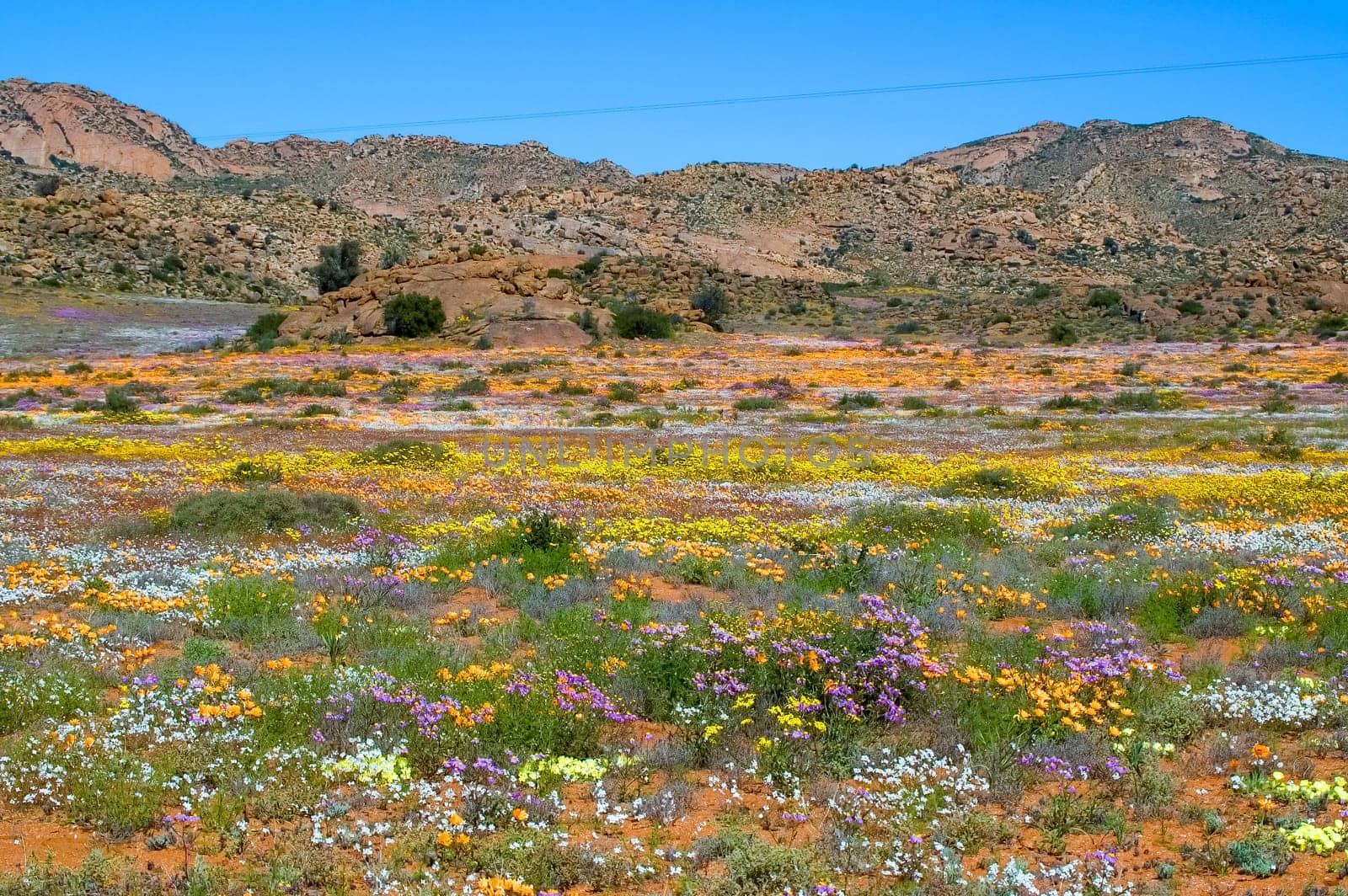Fields of wild flowers with a mountain backdrop, at Goegap Nature Reserve near the town of Springbok