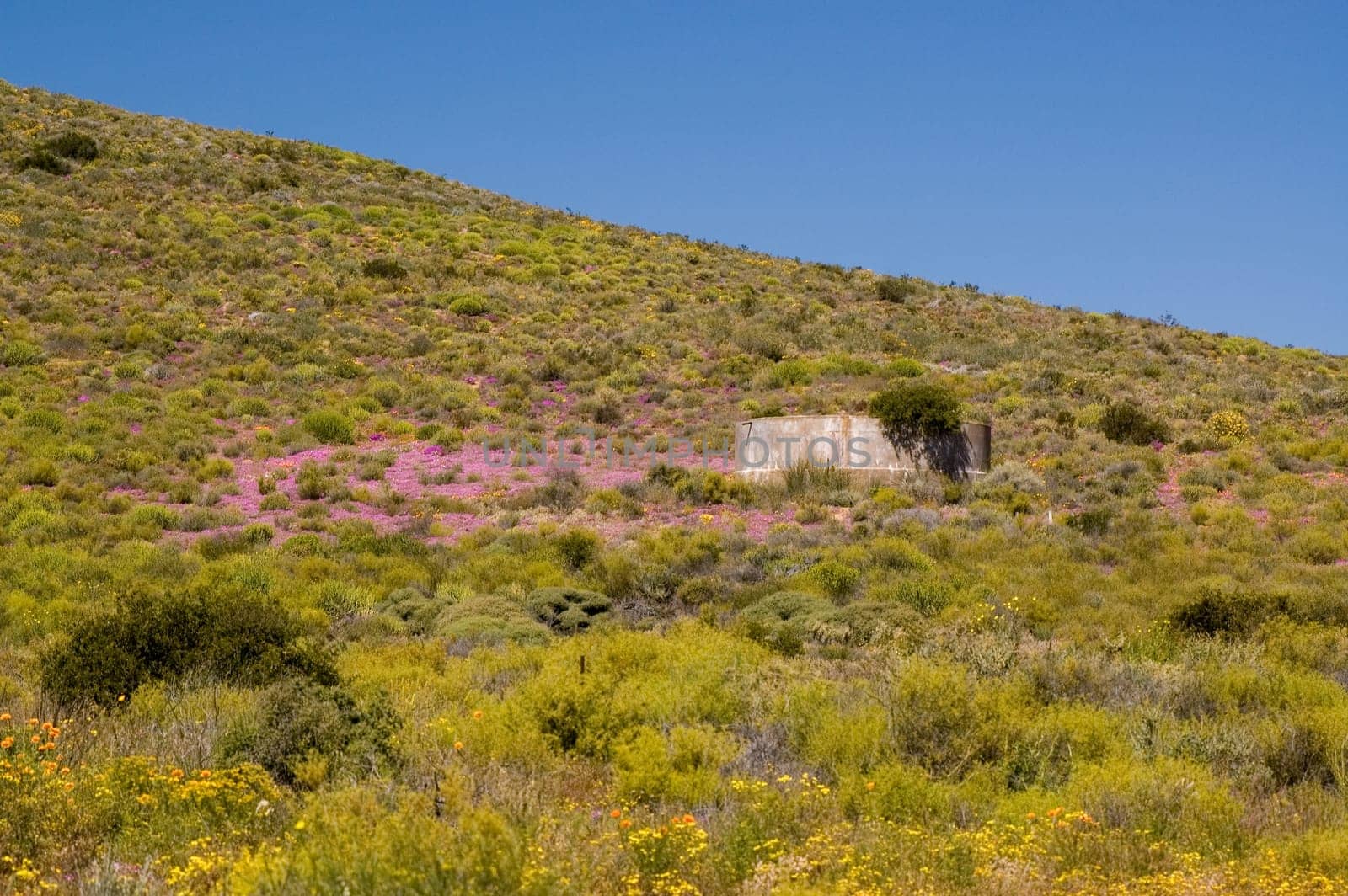 A concrete dam on the slope of a hill, between pink and purple wild flowers, on the Wildeperdehoek Pass in the Namaqualand National Park