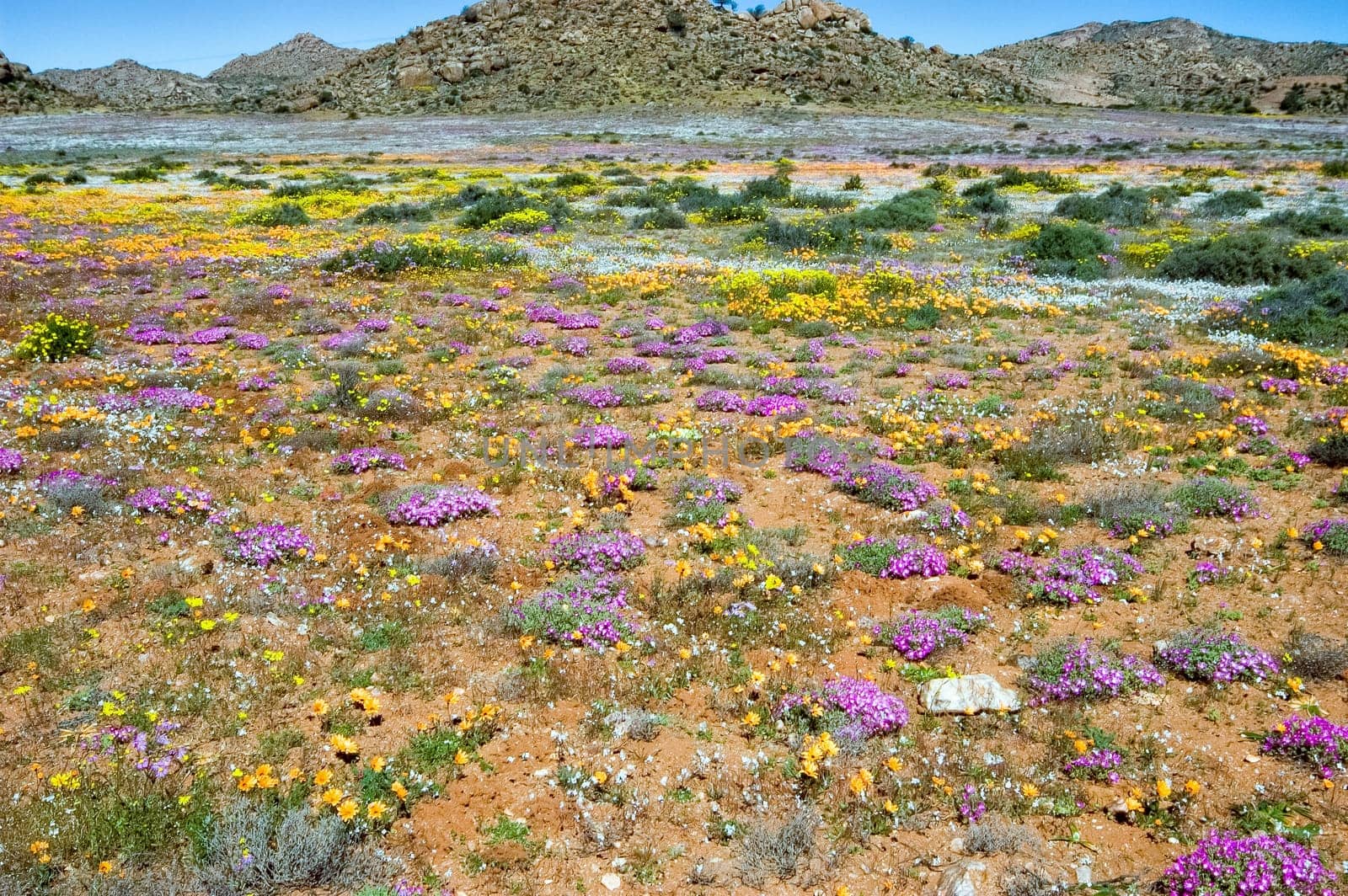Fields of wild flowers with a mountain backdrop, at Goegap Nature Reserve near the town of Springbok