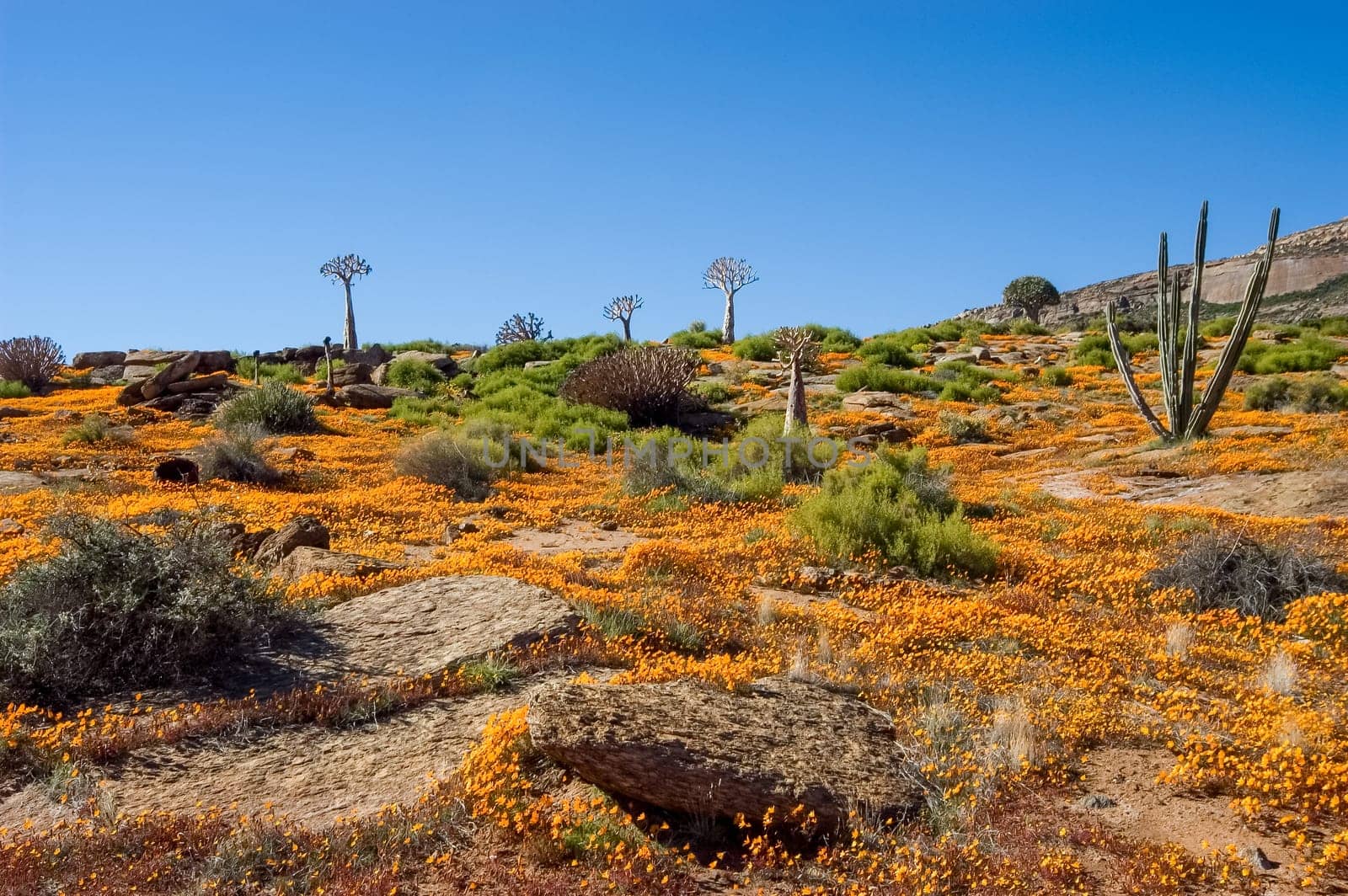 Quiver trees and a sea of orange daisies on the slopes of a hill in Nababeep, a small mining town in the Northern Cape Namaqualand