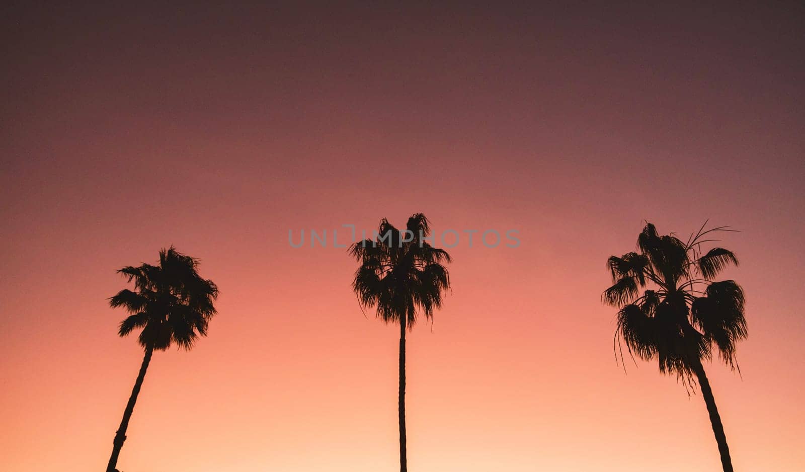 Tranquil silhouettes of palm trees against dusk with gradient sunset sky. Minimalist aesthetic with serene ambiance download image