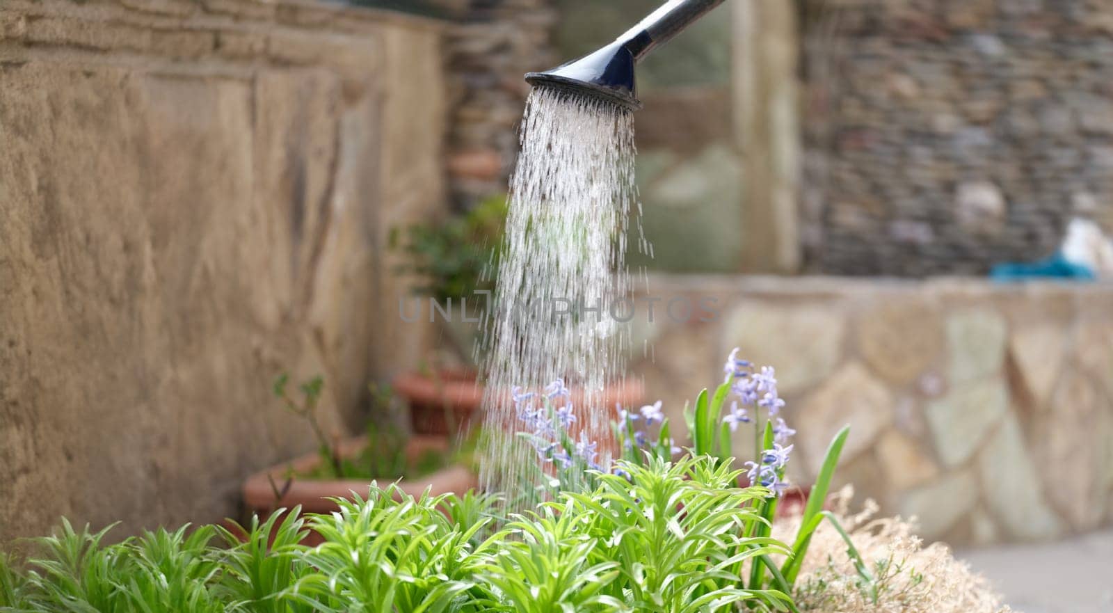 Close-up of watering flowers with a water can in the garden, rain effect. Gardening and growing flowers concept