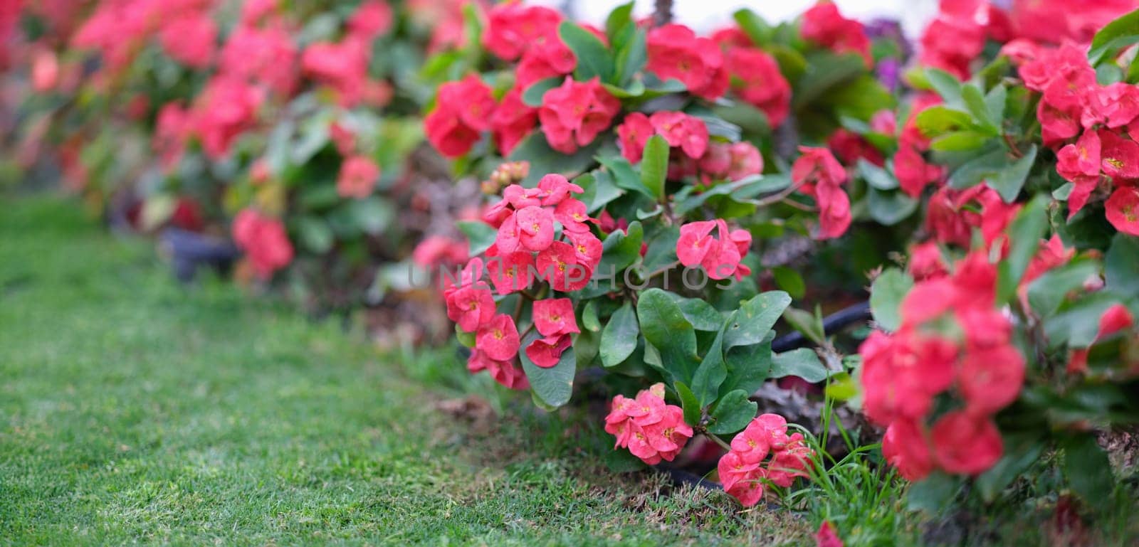 Close-up of pink spring flowers in garden, landscape design. Planting garden flowers. Purple blooming bougainvillea