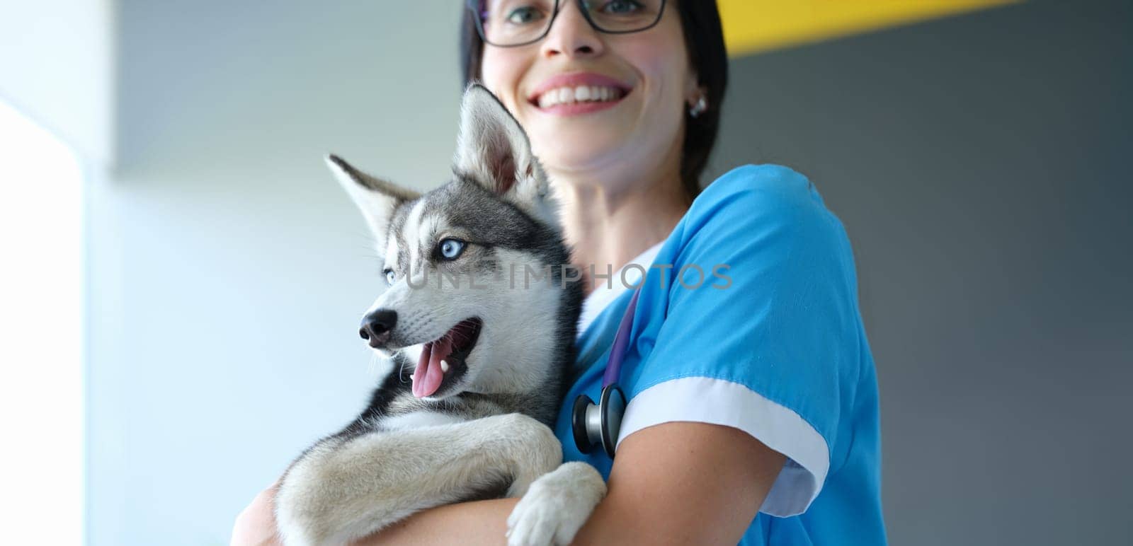 Close-up of veterinarian putting bandage on dogs paw after injury, dog pet in vet, ache paw. Puppy on appointment in vet. Veterinary and animal friendly concept
