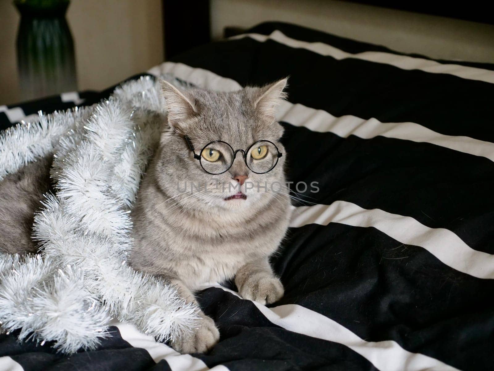 Scottish straight cat celebrates holiday eve Happy New Year 2025 and Merry Christmas , pet in glasses at home