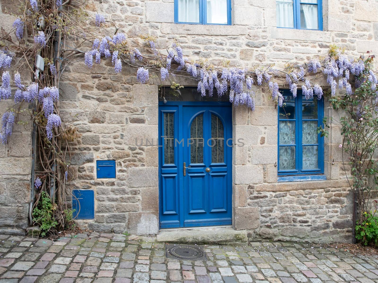 old house in dinan with typical french blue painted doors and wisteria sinesis flowers on the facade