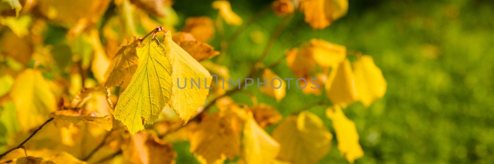Autumn leaves after the rain. Autumn tree background. Yellow leaves close-up in fall season. Golden tree in sunlight.