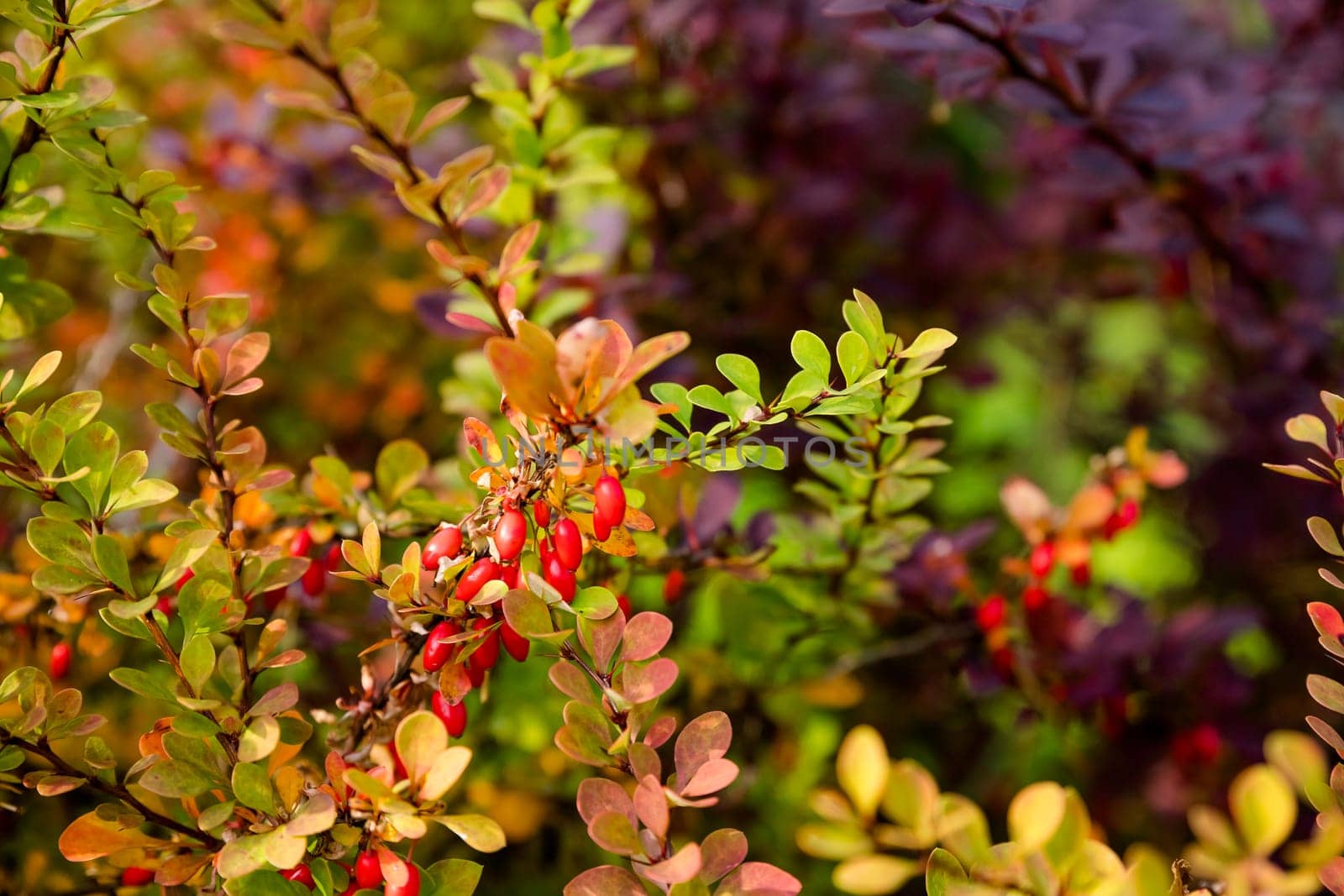 Decorative barberry. Adds beauty and color to any landscape Drought tolerant and low maintenance