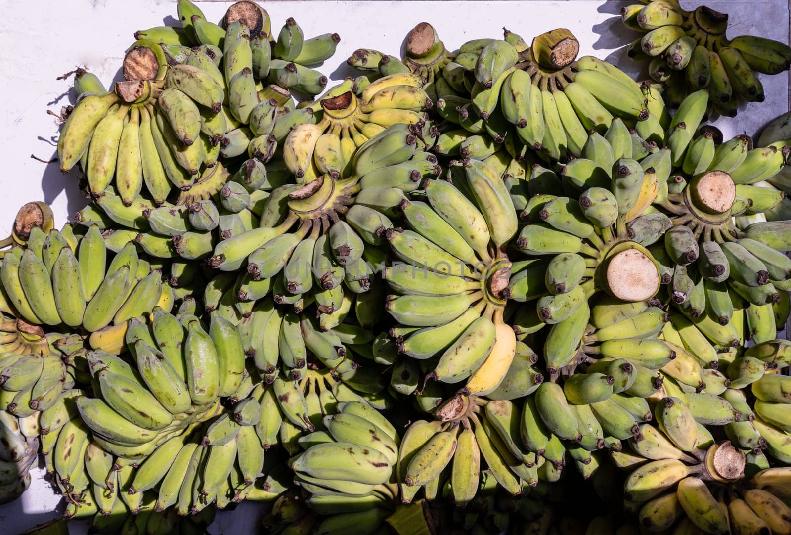 Pisang Awak or Ducasse banana for the worship in Thai Temple. Group of raw and ripe Cultivated Banana (Nam Wah Banana), Fresh Bananas pile, Top view, Copy space, Selective focus.