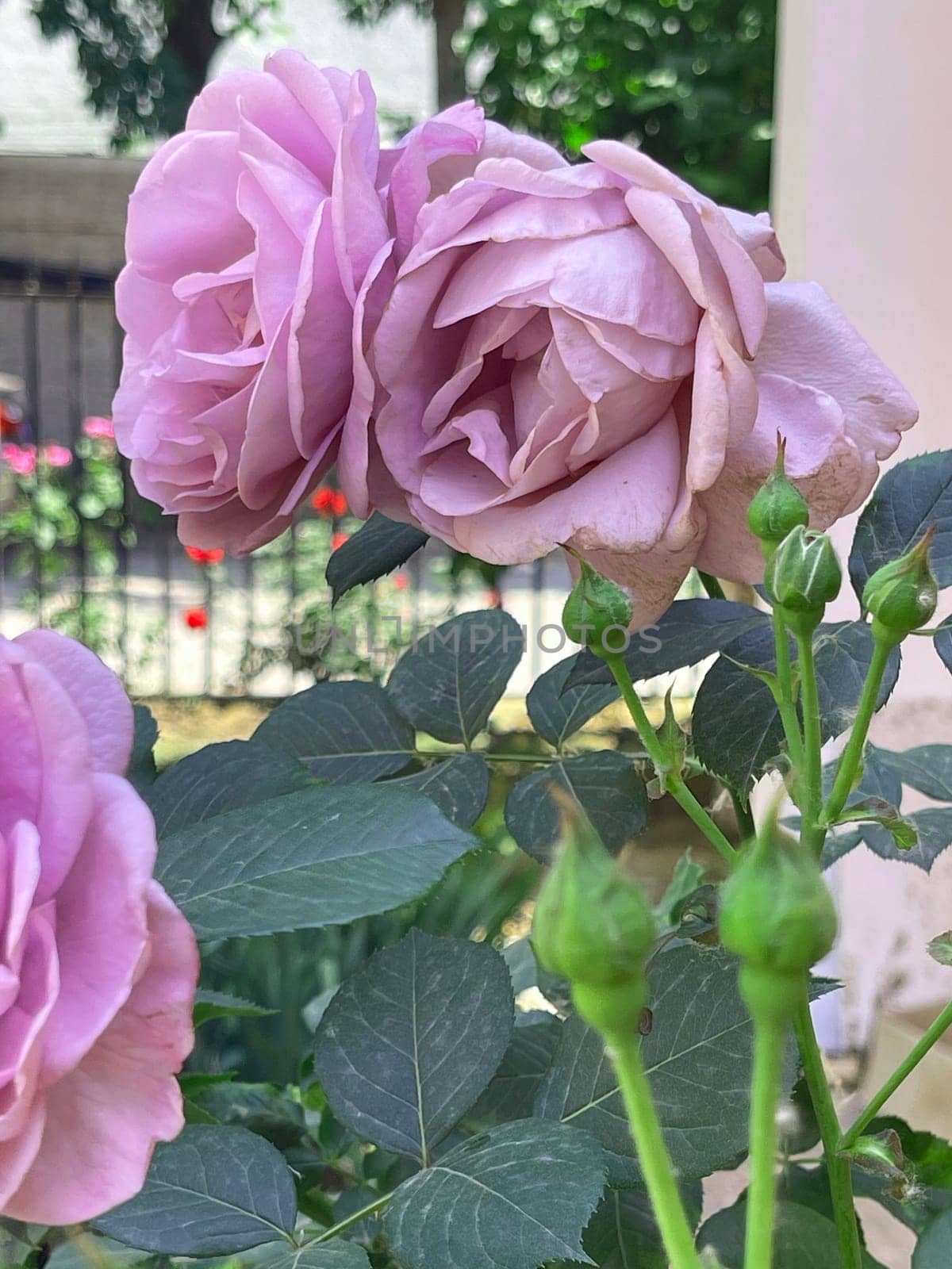 Rose Garden on a sunny day