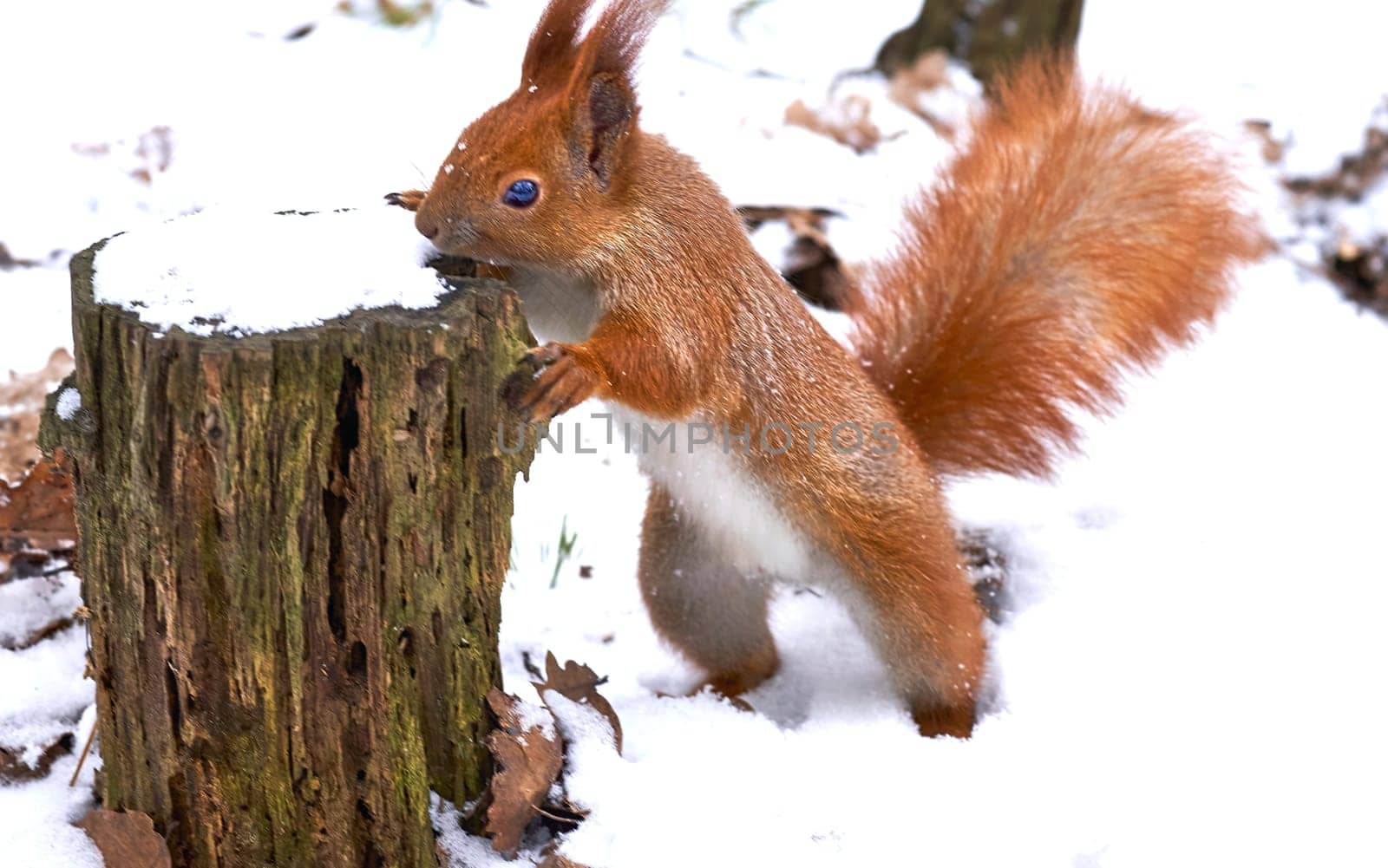 Brown red ginger squirrel on brown snow tree trunk by jovani68