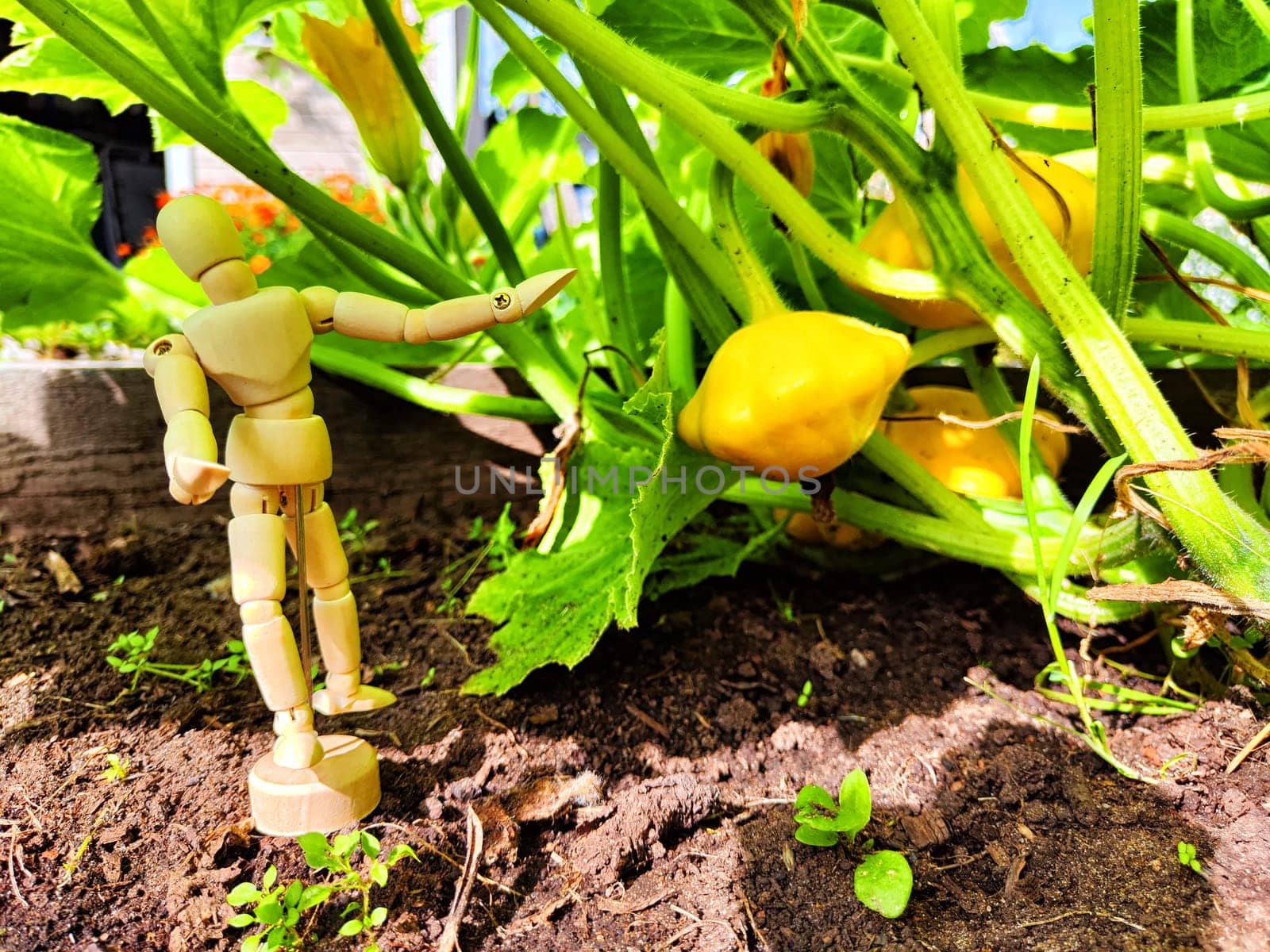 A little man, wooden toy mannequin in a garden with giant vegetables. The gardener has grown and is harvesting. Abstract image with a wooden doll and pumpkin, squash