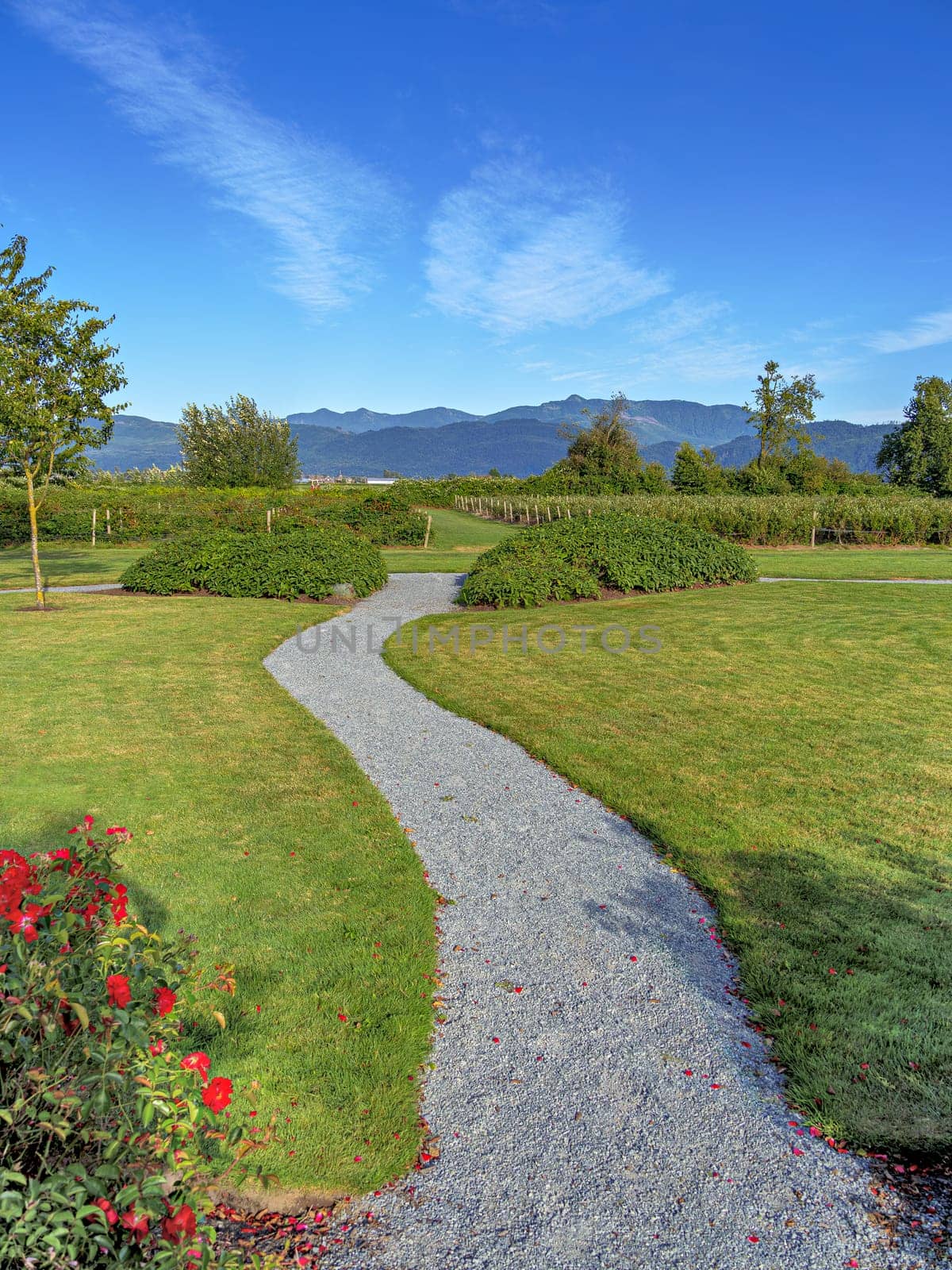 Gravel pathway to farm orchard fields with mountains and blue sky background. Fraser Valley view.