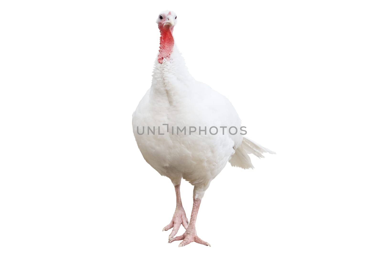 full length turkey isolated on white , Thanksgiving Day